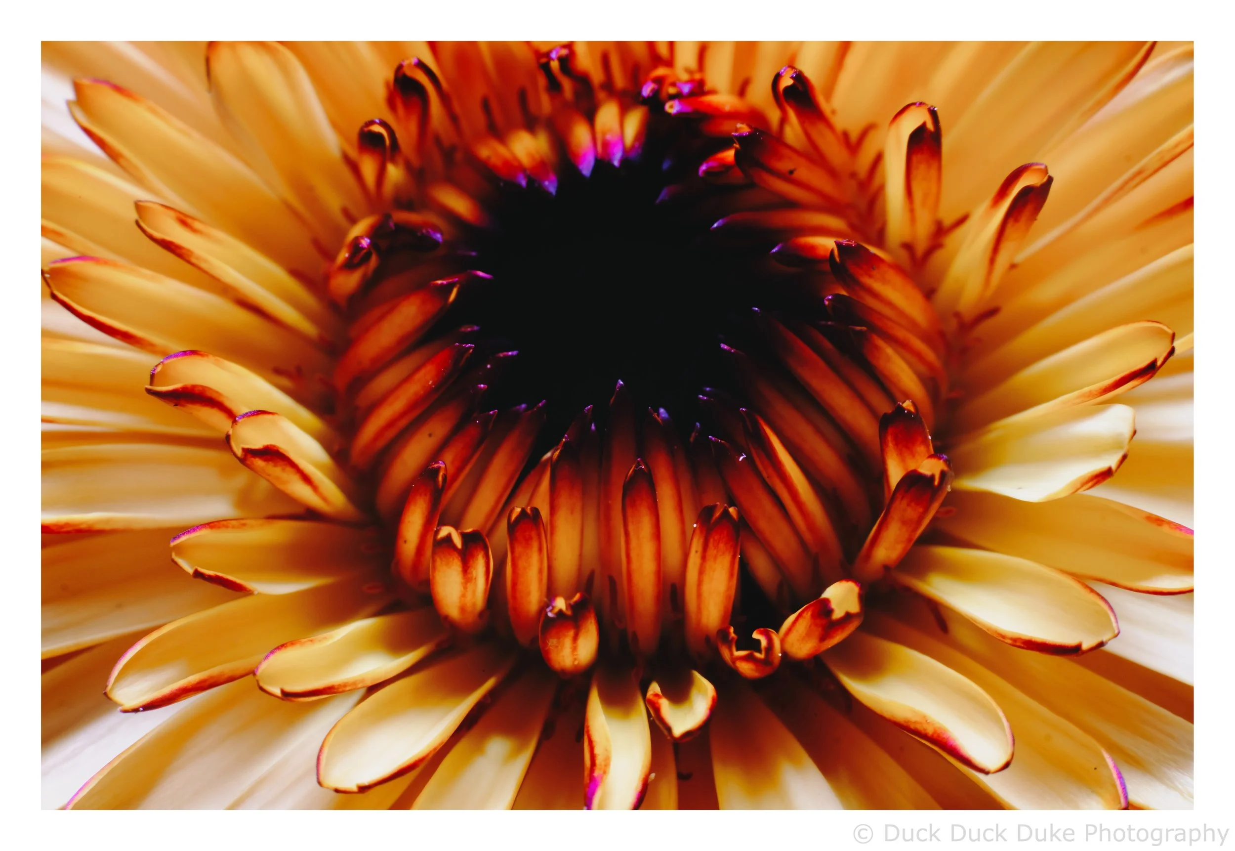 Close-up view of a large yellow-orange flower with dark center and petals with reddish tips.