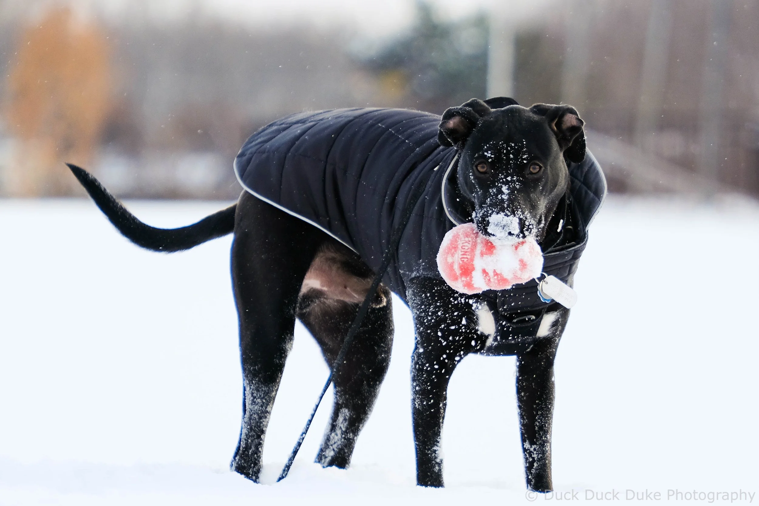 Black dog wearing a dark quilted jacket running in the snow with a red tennis ball in its mouth.