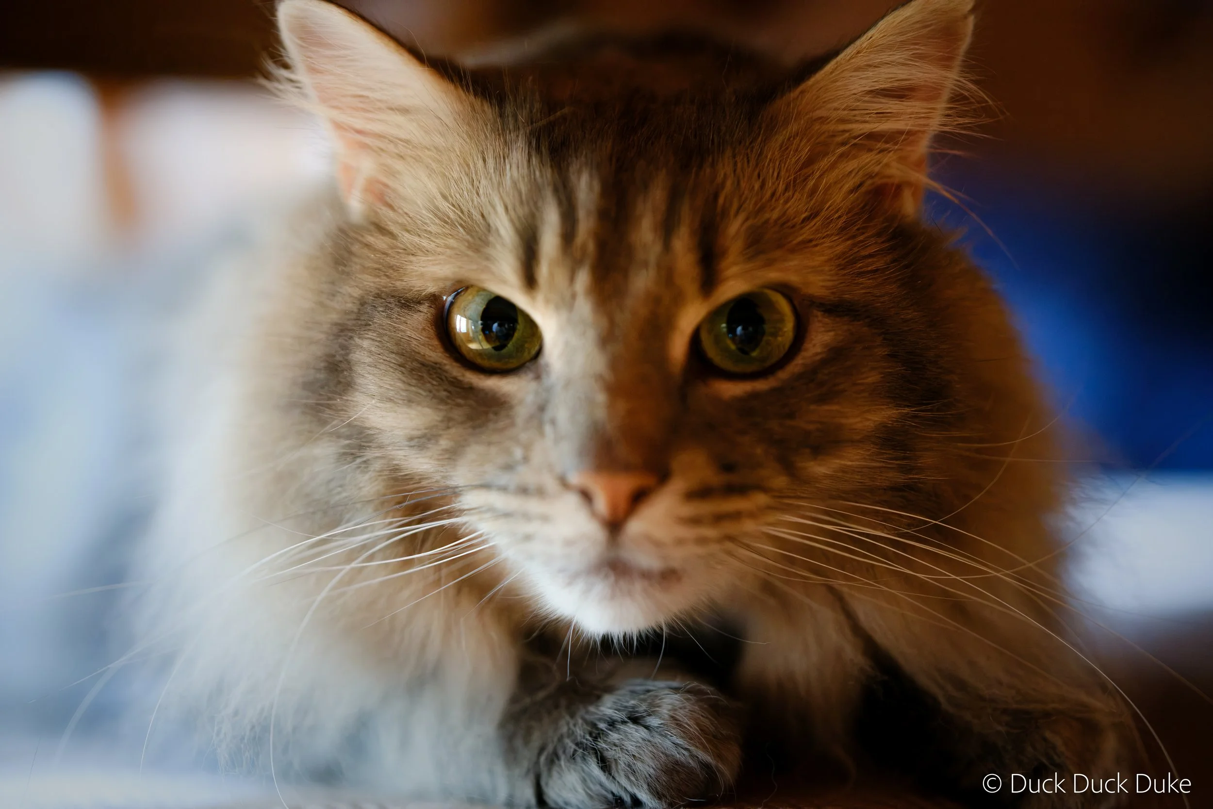 AJM Cats-2.jpg