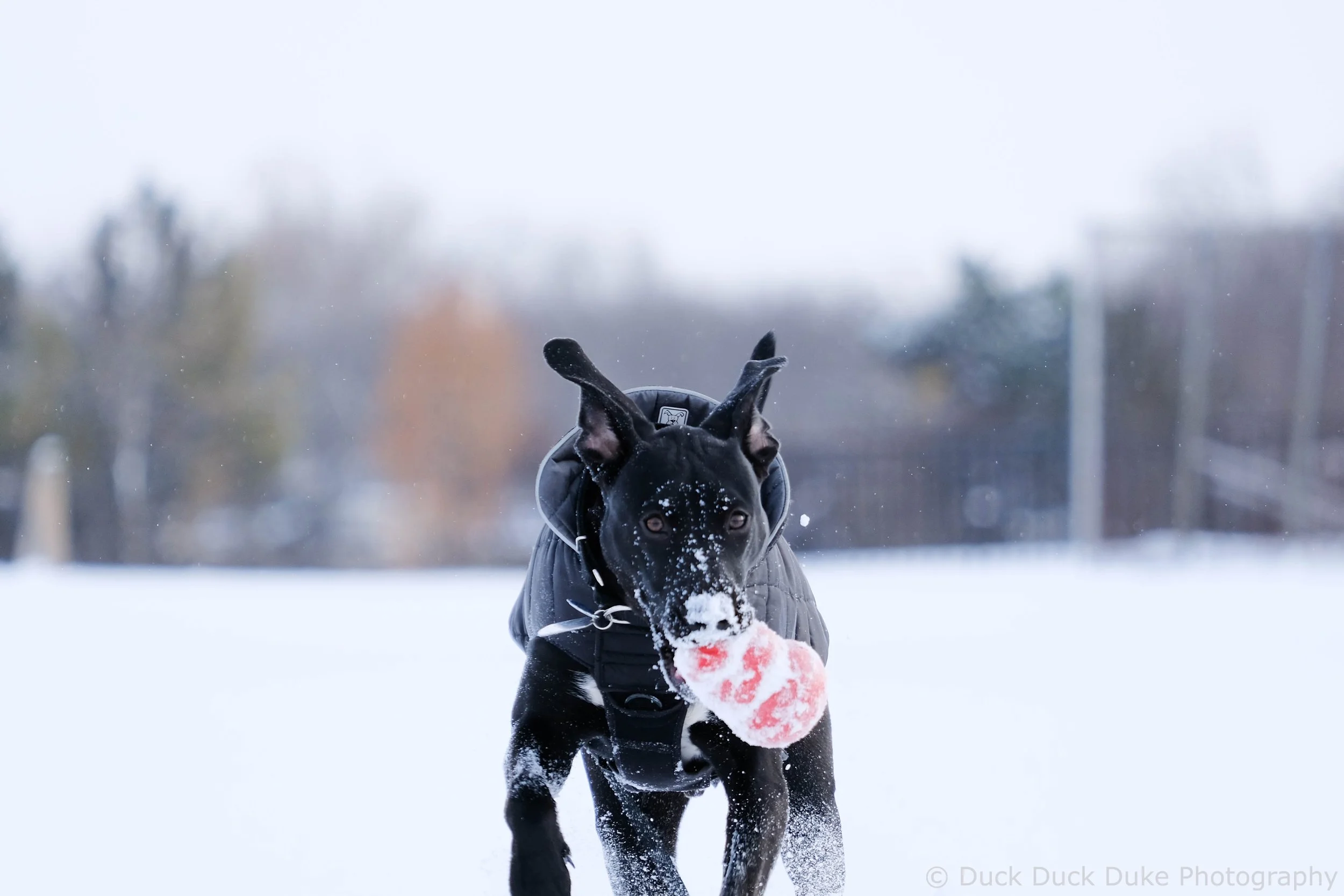 Black dog wearing a jacket running through snow while playing with a pink and white ball.