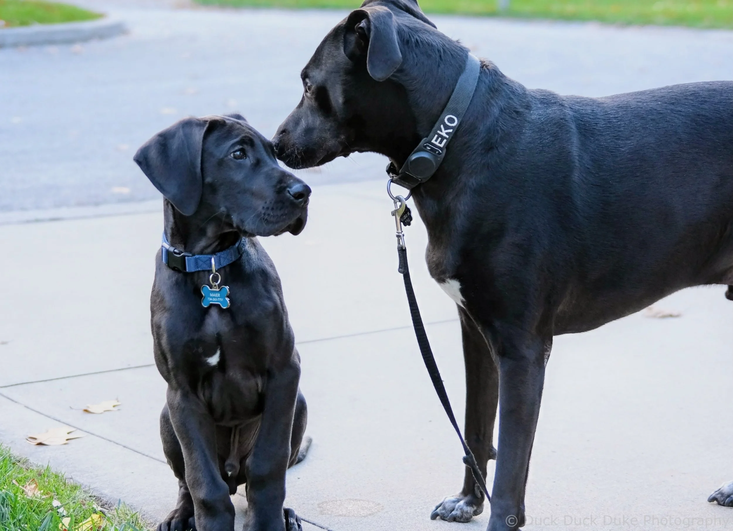 Two black dogs, a larger one with a collar labeled 'JEKO' and a smaller one with a blue collar and a bone-shaped tag, are touching noses outdoors on a sidewalk.