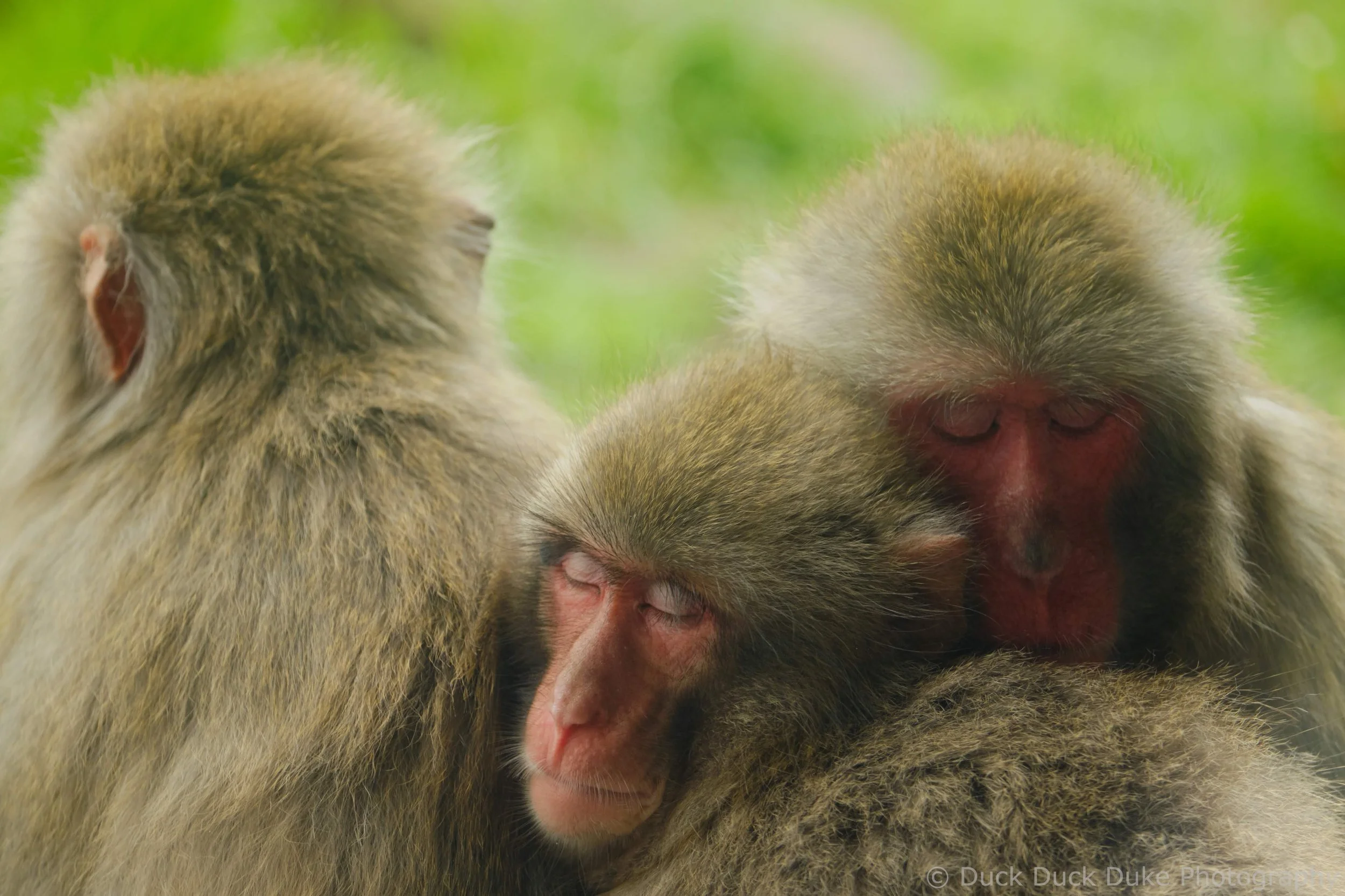 Two baboons with their eyes closed, close together, showing their faces and fur.