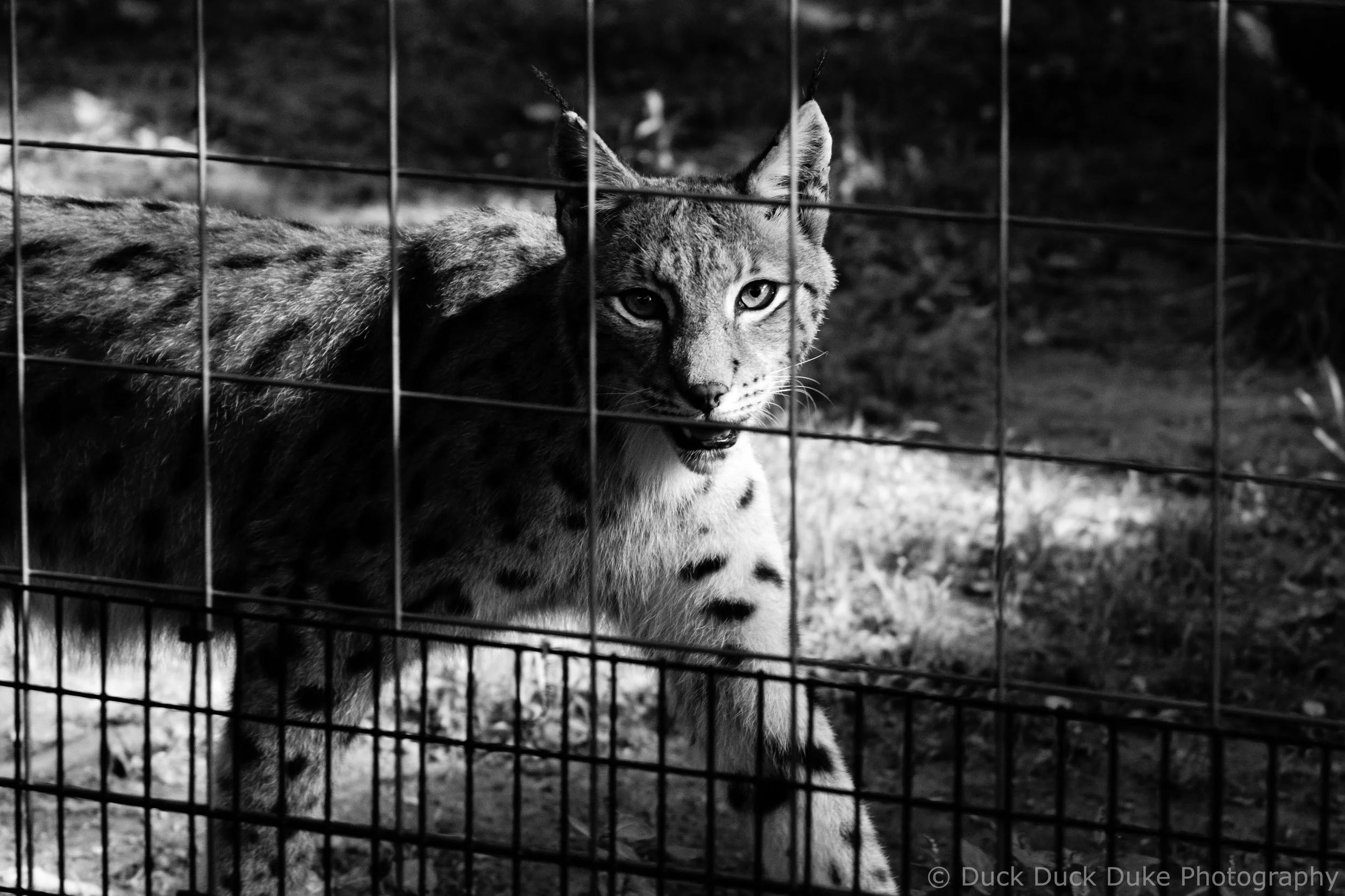 A black and white photo of a wildcat behind a wire fence, looking intently at the camera.