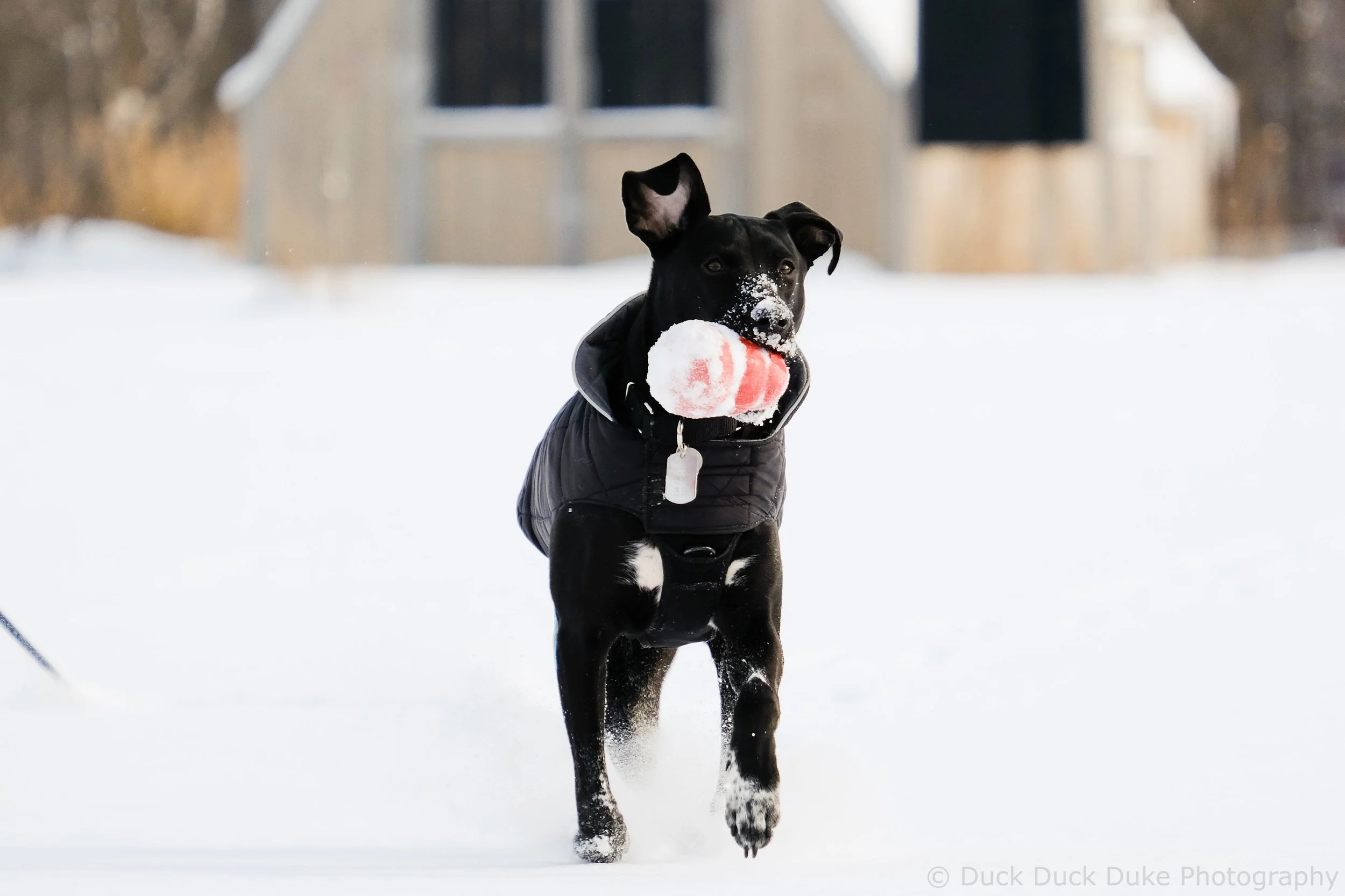 Black dog running through snow with a snowball in its mouth, wearing a jacket, in a winter setting outside.