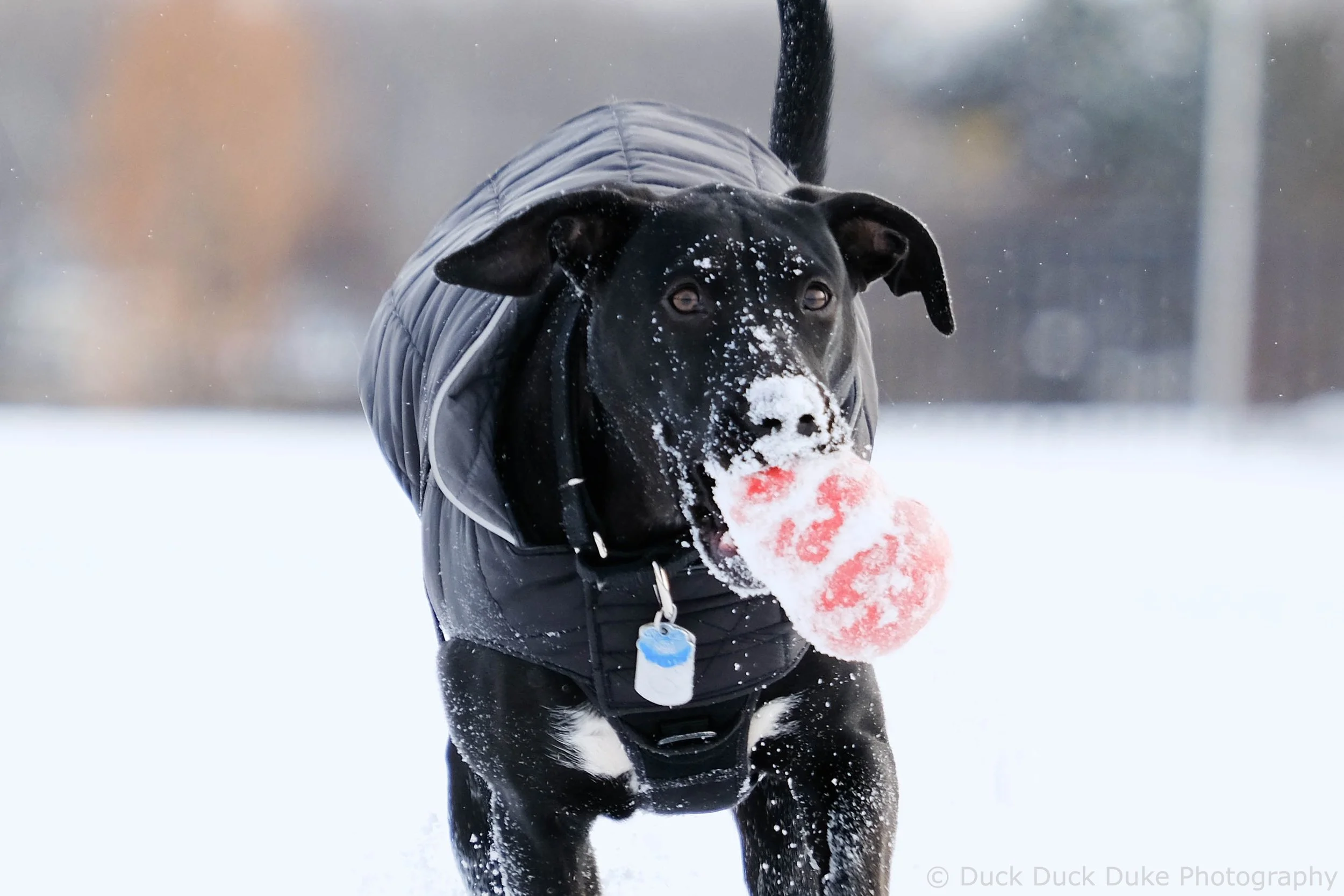A black dog wearing a winter jacket runs through the snow, holding a red ball in its mouth.