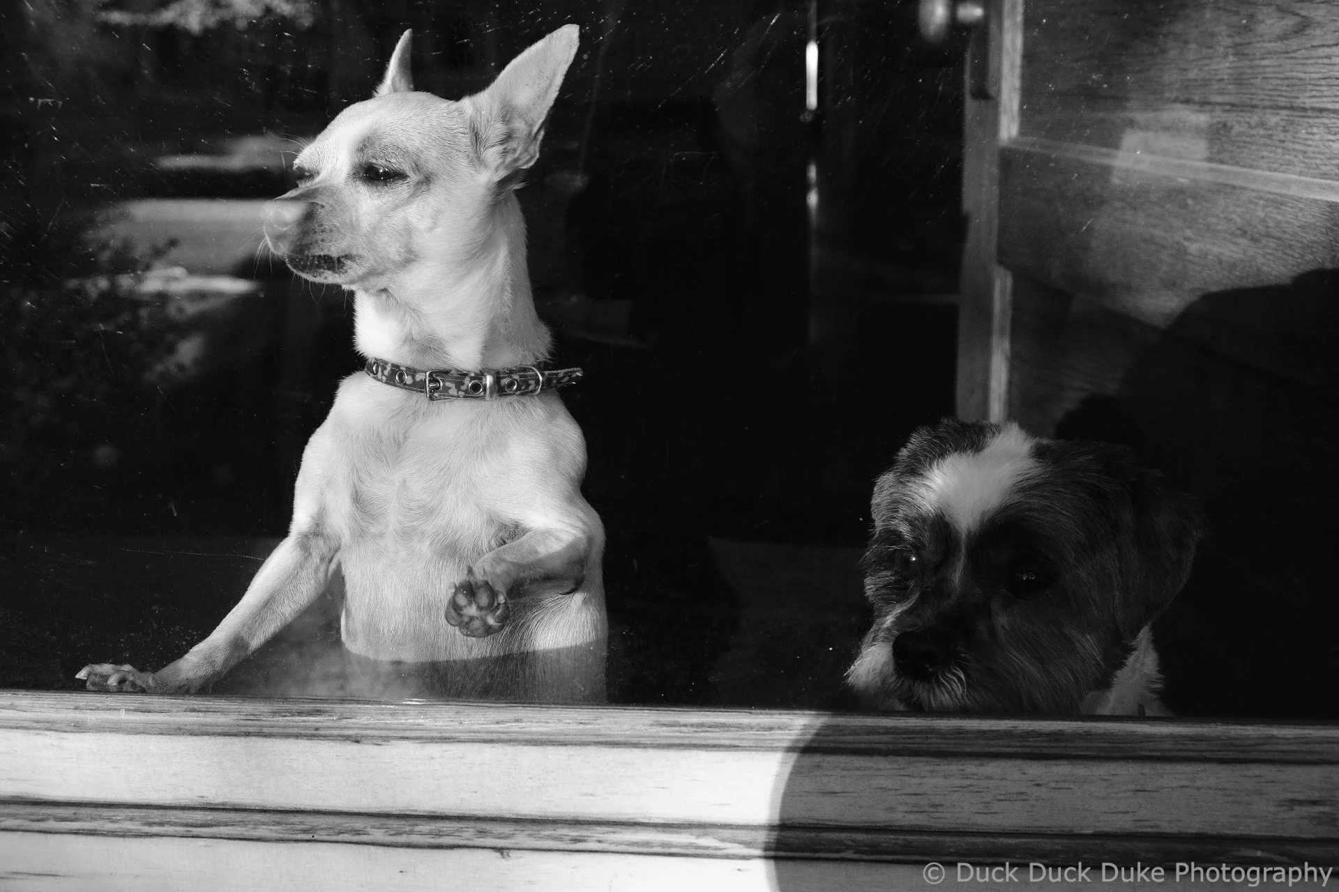 Two dogs looking through a glass window. One dog is standing on its hind legs, with one paw up, while the other dog is sitting or lying down.