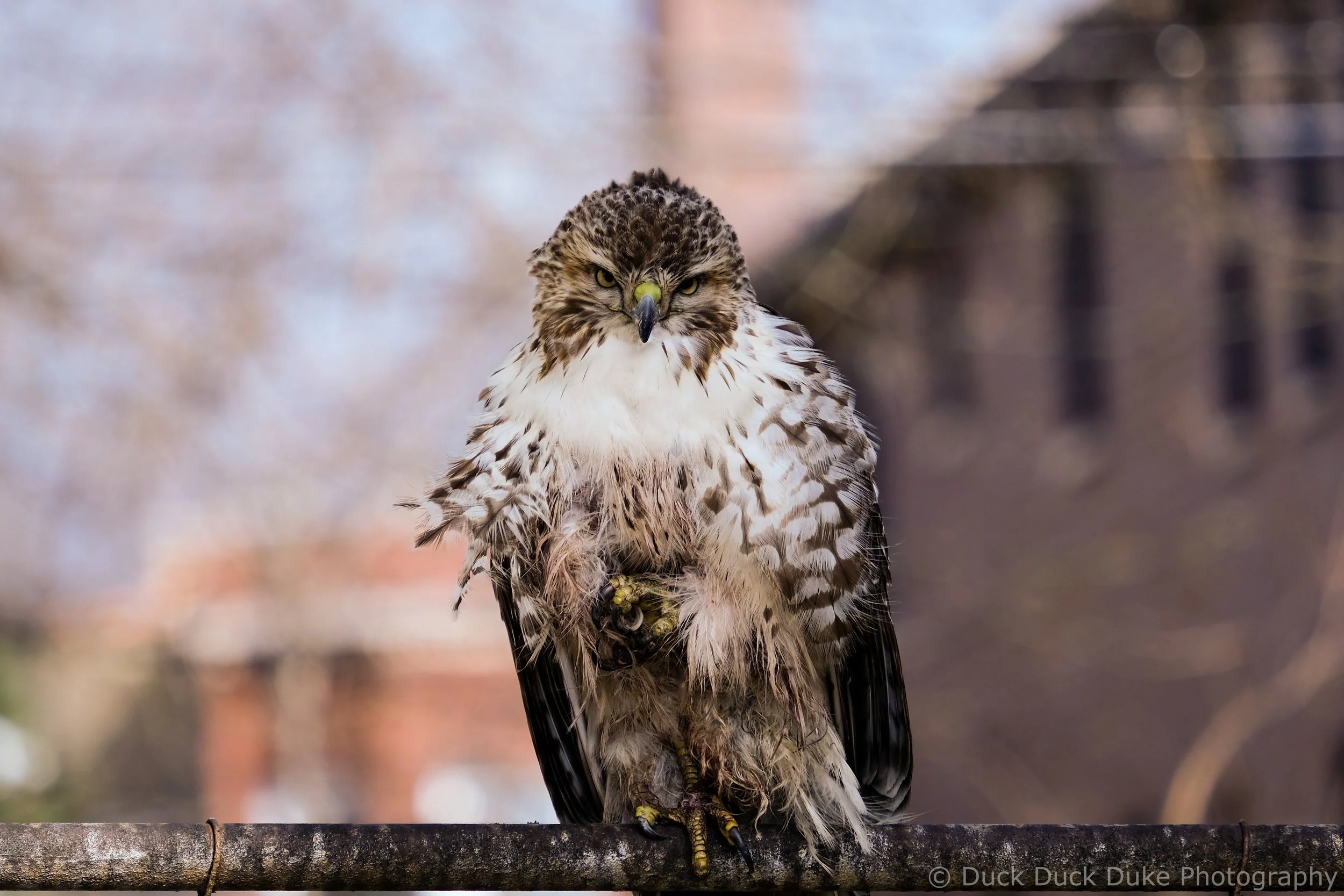 A bird of prey, possibly a hawk, perched on a branch with a blurred background.