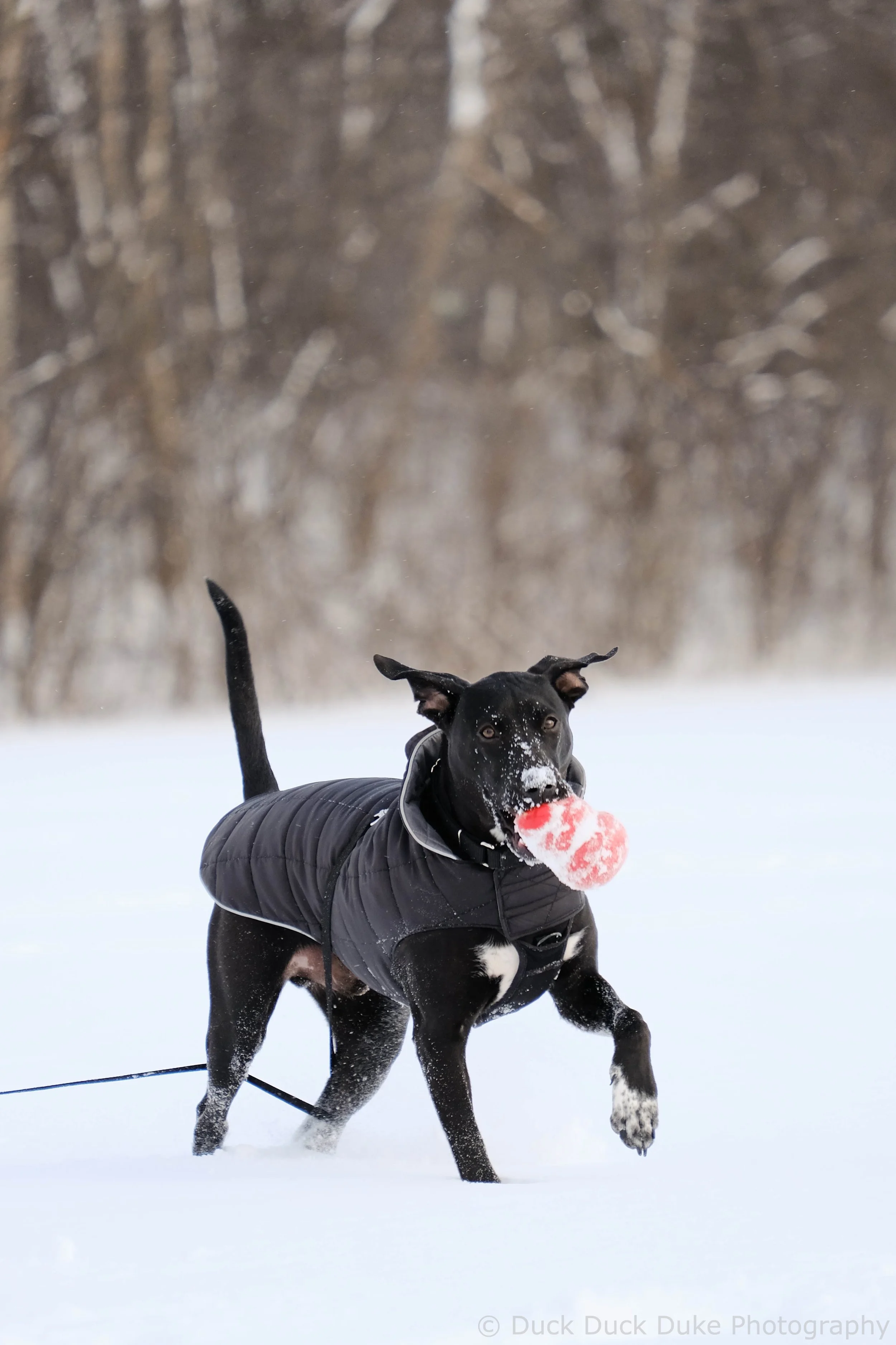 Black dog wearing a black jacket running through snow while holding a red snowball in its mouth, with snow and trees in the background.