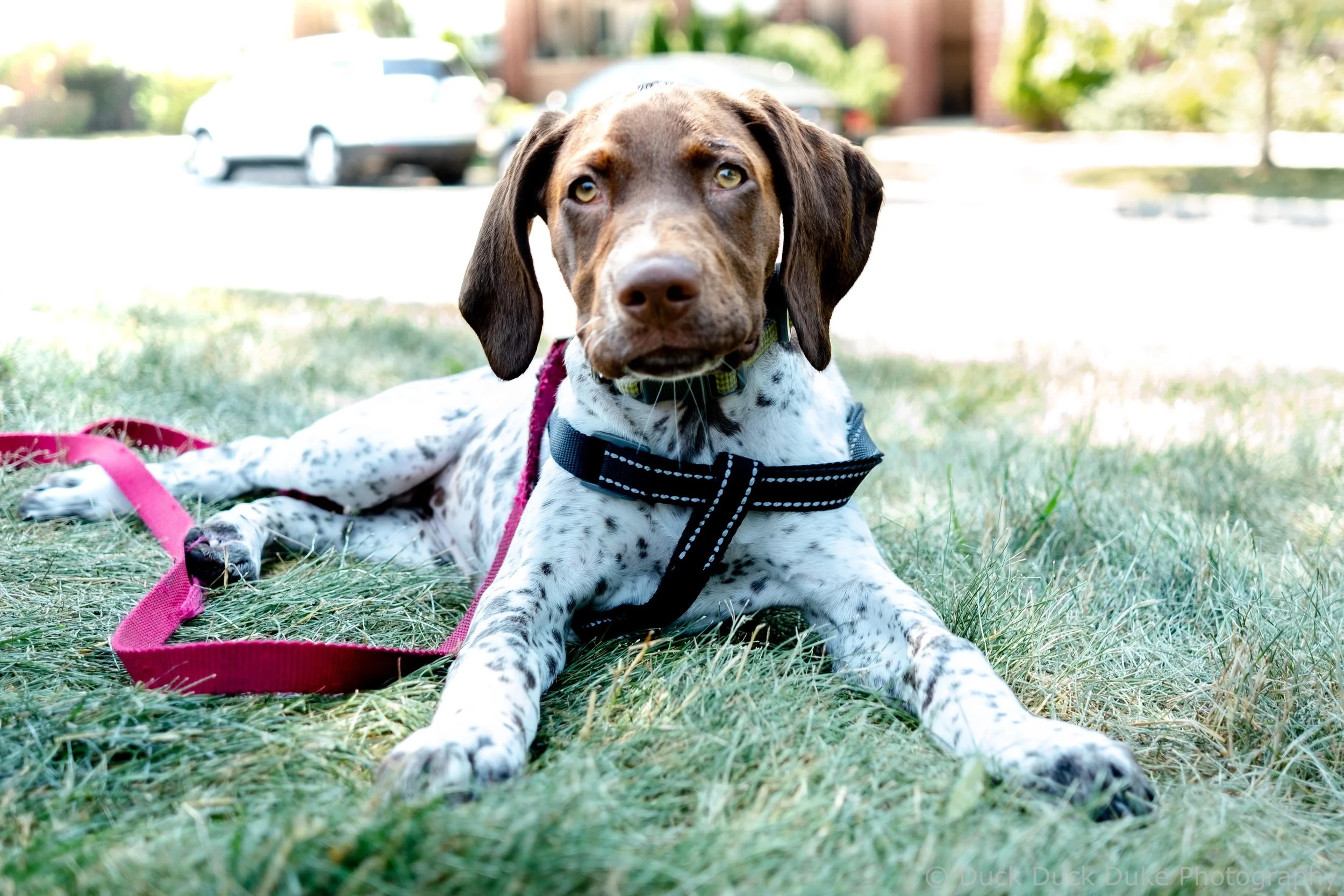 A brown and white dog with droopy ears lying on grass, wearing a harness and leash, with houses and cars in the background.