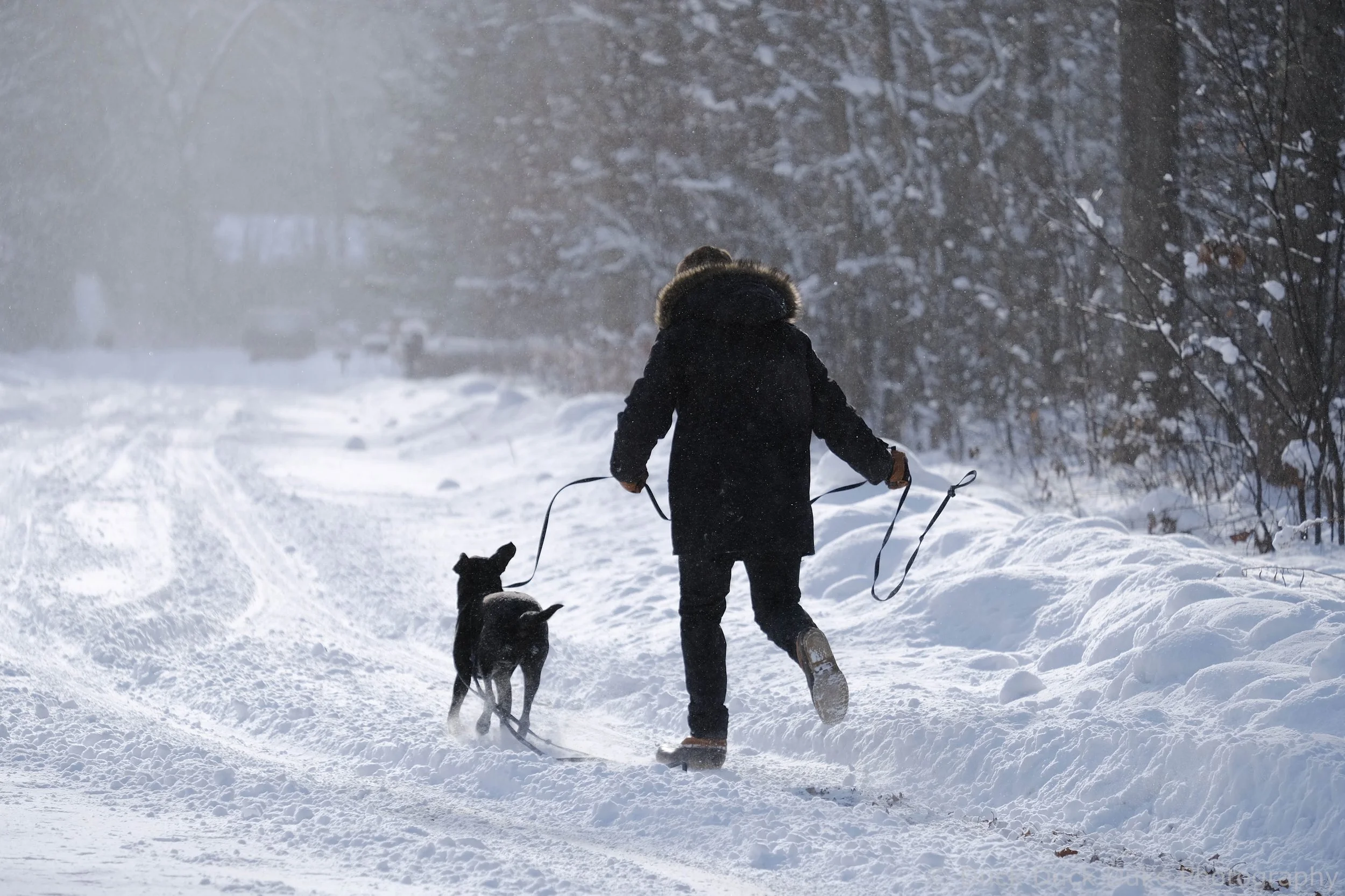 A person in a black winter coat with a fur-lined hood walking through snow on a winter day, accompanied by two dogs, with snow-covered trees and a cloudy sky in the background.