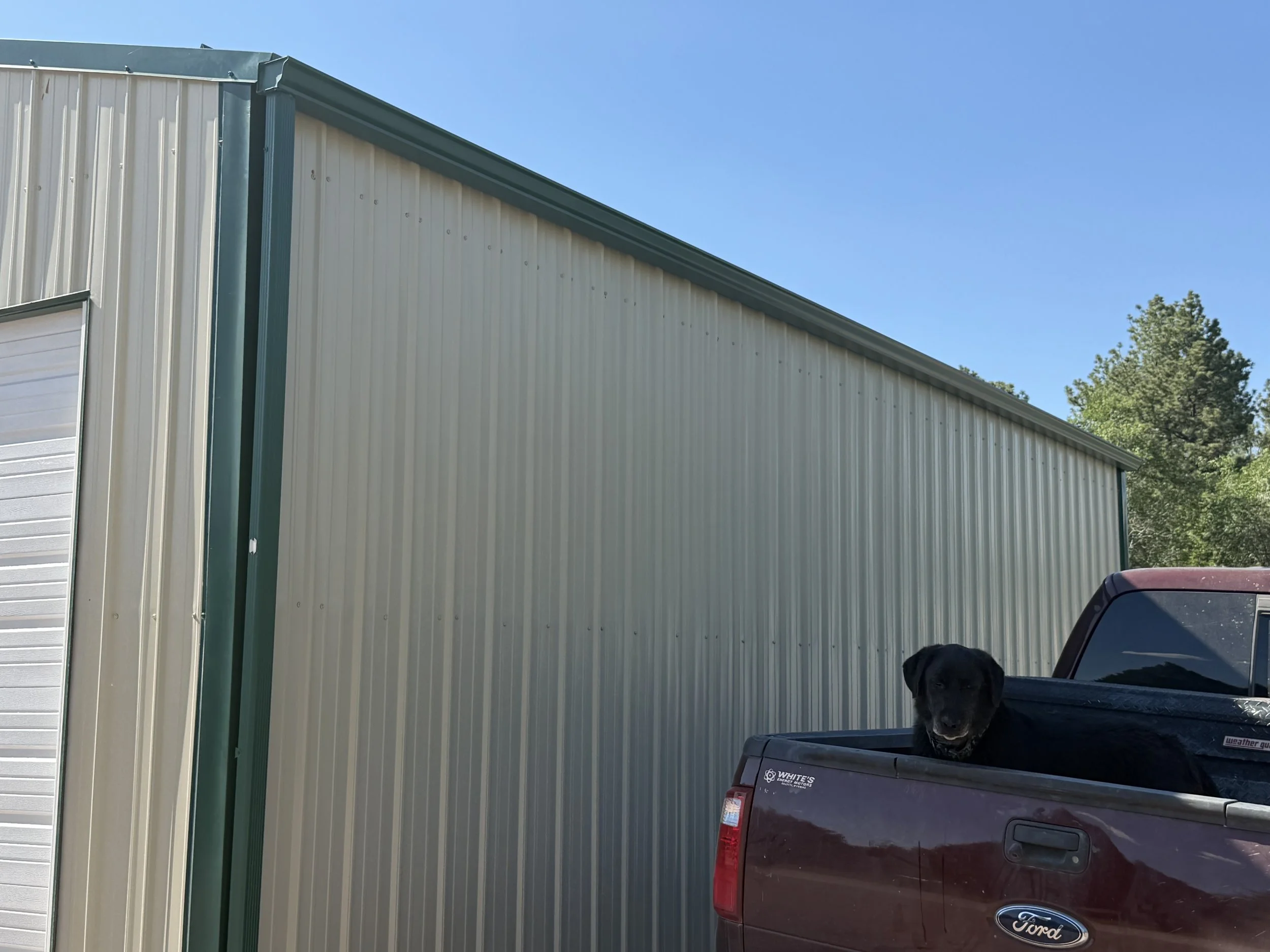 A black dog with a happy expression sitting in the truck bed of a maroon Ford pickup truck in front of a metal building with a sloped roof and a white garage door, with green trees and a clear blue sky in the background.