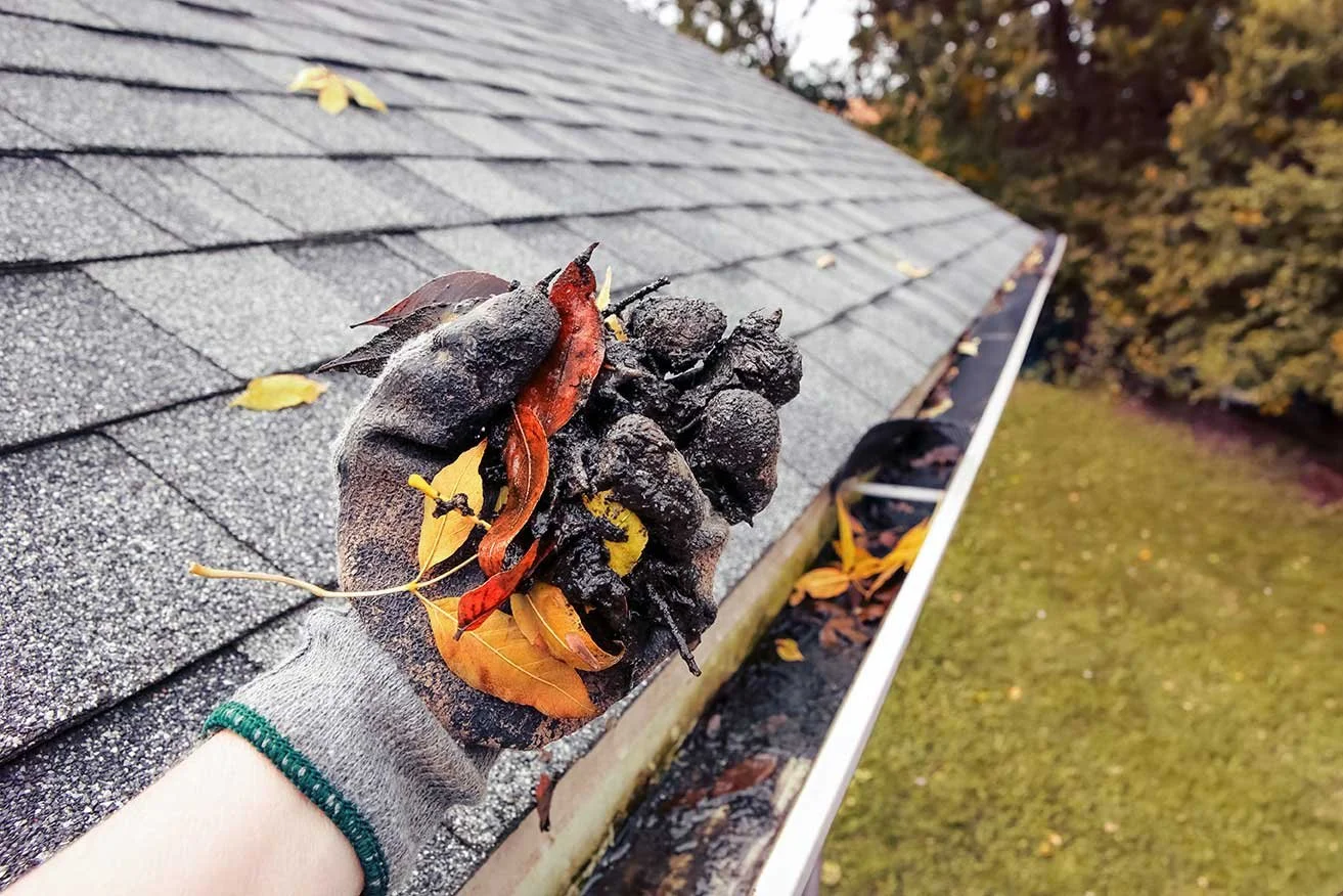 A person wearing a gray glove is removing dirty, burnt leaves and debris from a house gutter on a gray shingled roof during fall.