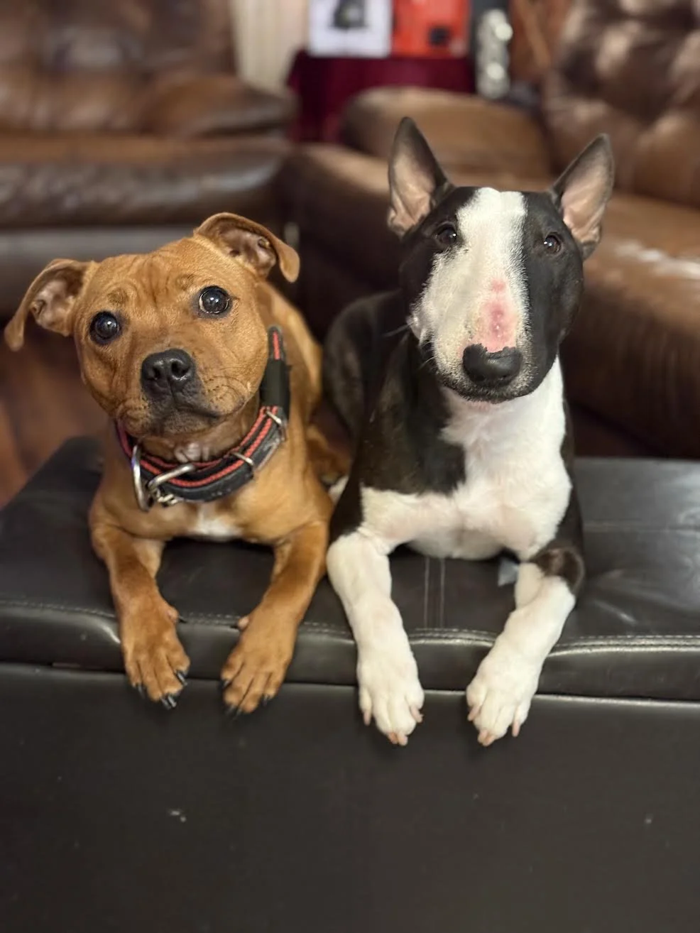 Two dogs sitting on a black leather surface in a cozy room with a brown leather couch in the background.