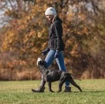 A woman wearing a hat and jacket heeling a dog on off leash in a grassy park with autumn trees in the background.