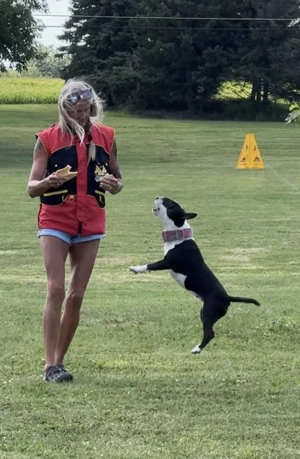 A woman in a red vest and shorts is holding a piece of food, standing outdoors on grass. A black and white dog wearing a pink collar is jumping up with its paws outstretched toward the woman, seemingly eager for the food.