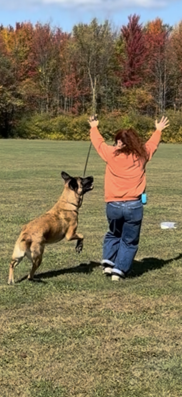 A woman with red hair, wearing an orange jacket and blue jeans, is playing fetch with a Belgian Malinois dog on a grassy field with autumn trees in the background.