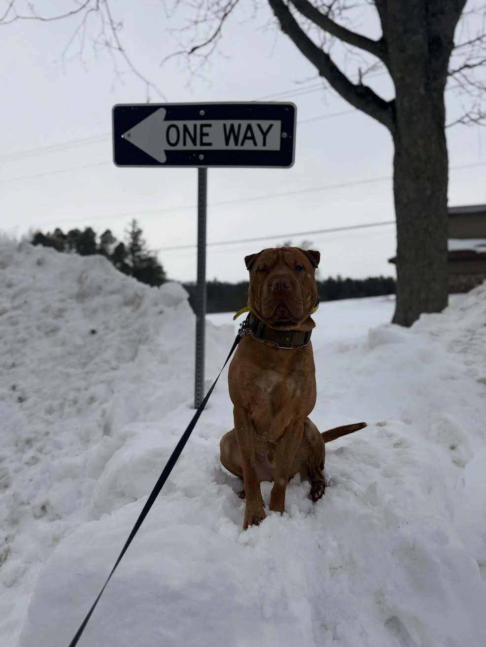 Brown dog sitting in snow next to a one way street sign pointing left, trees, and a cloudy sky in the background.