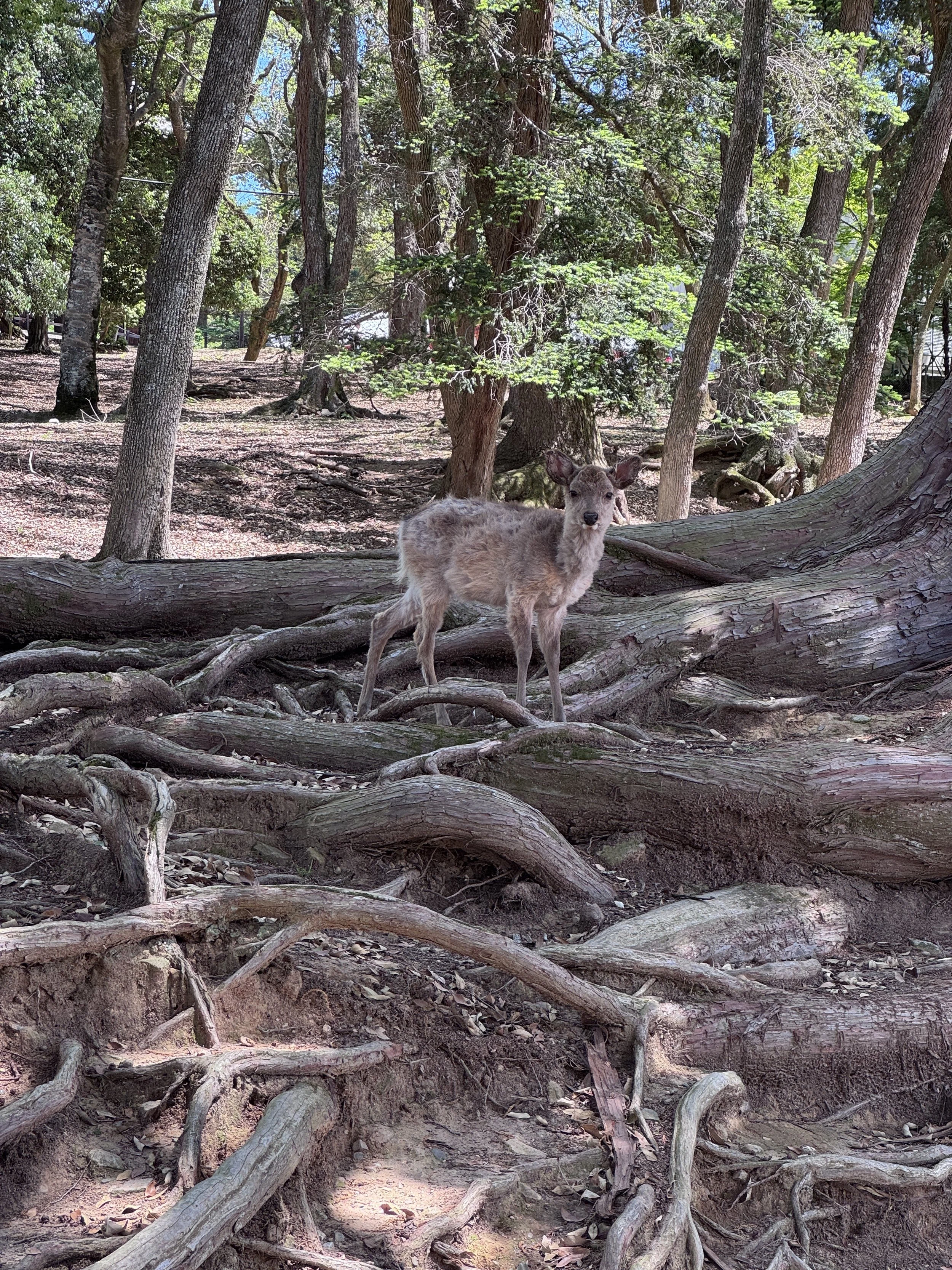 Nara deer standing among exposed tree roots in Nara Park Japan