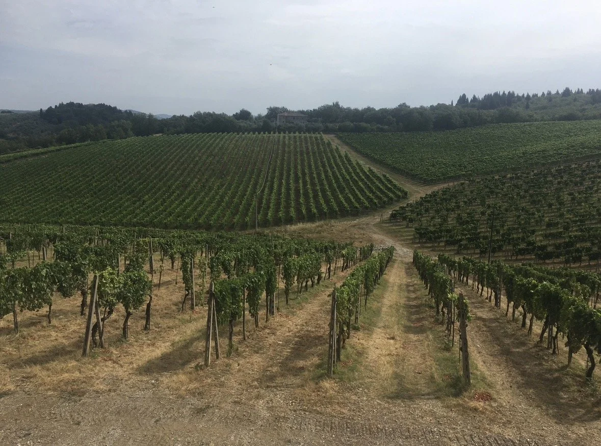 Vineyards on rolling hills under a cloudy sky in a rural area.