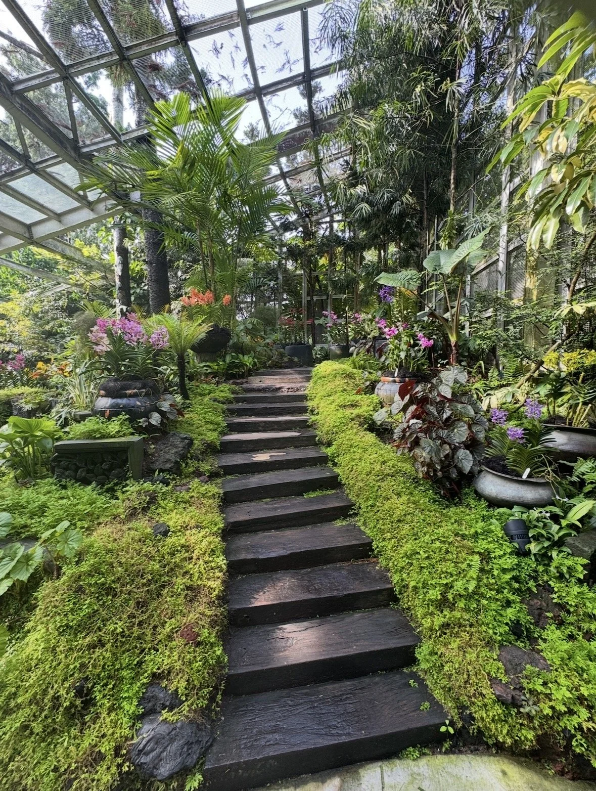 Tropical plants inside the National Orchid Garden at Singapore Botanic Gardens