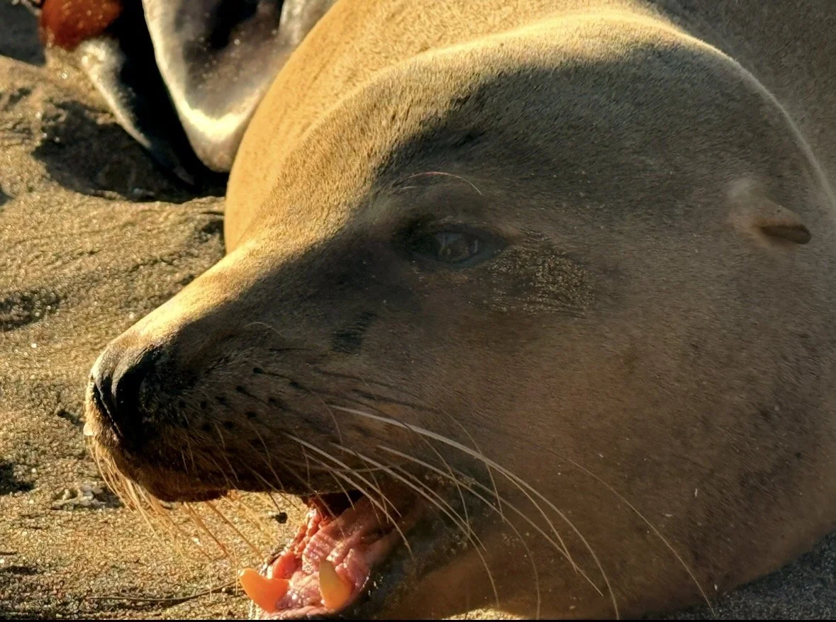 Galápagos sea lion resting on volcanic rocks during a Silversea Silver Origin expedition cruise