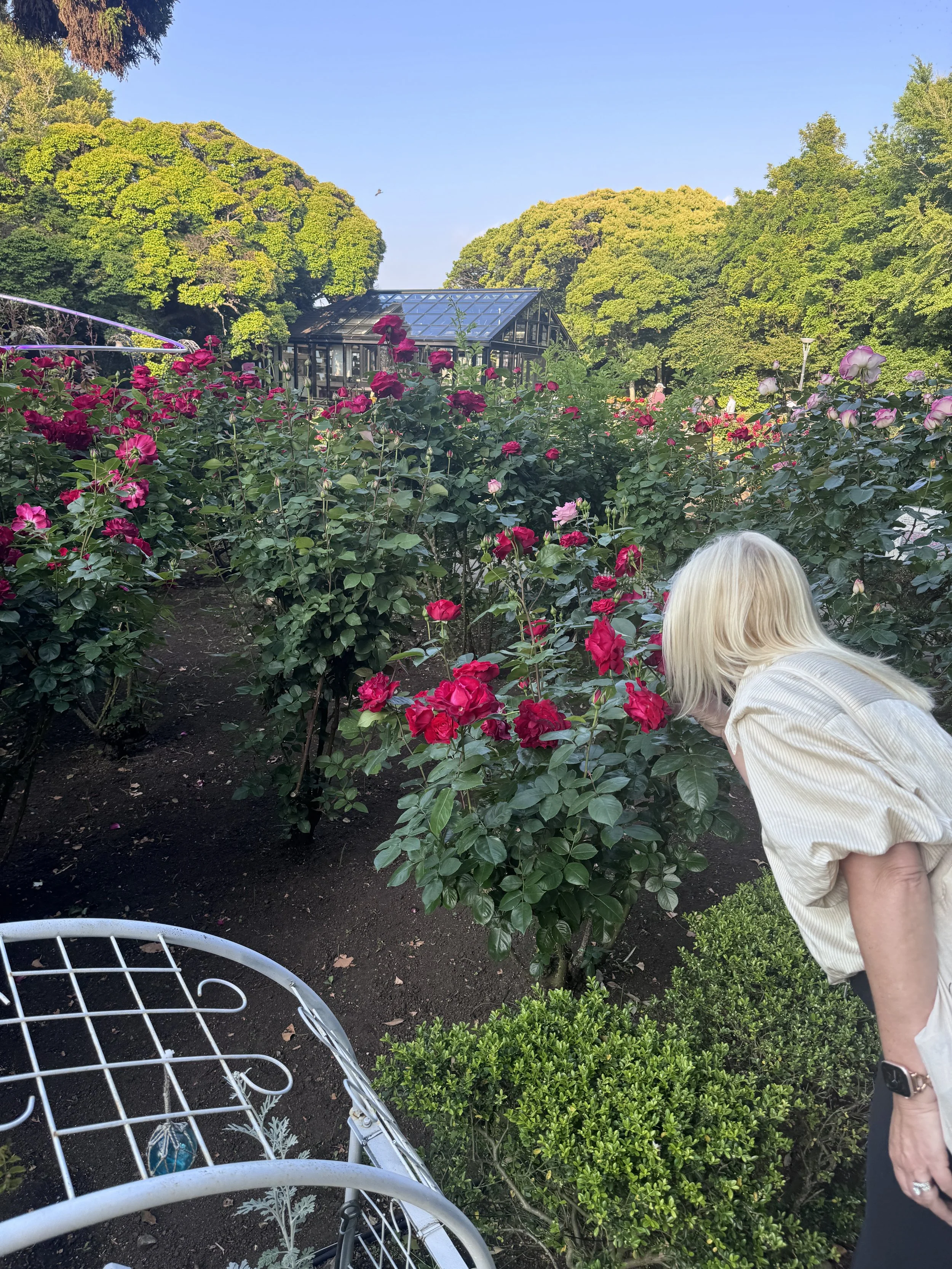Rose garden and greenhouse at Samuel Cocking Garden