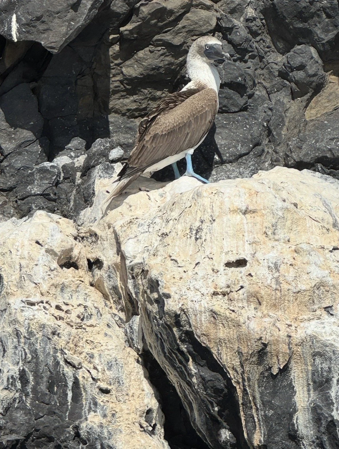 Blue-footed booby perched on volcanic rocks in the Galápagos Islands