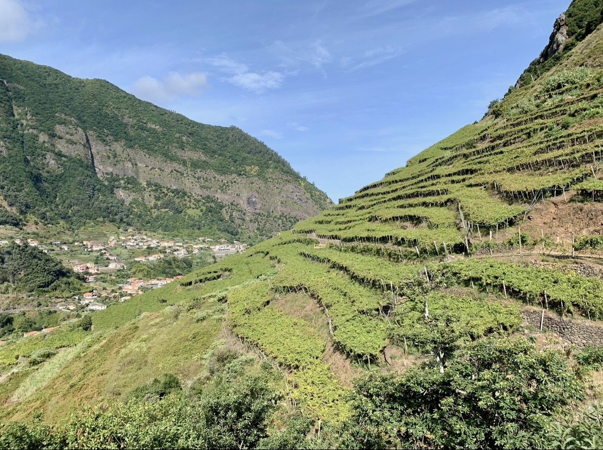 Terraced vineyards on a hillside with a mountain and a small village in the background under a blue sky.