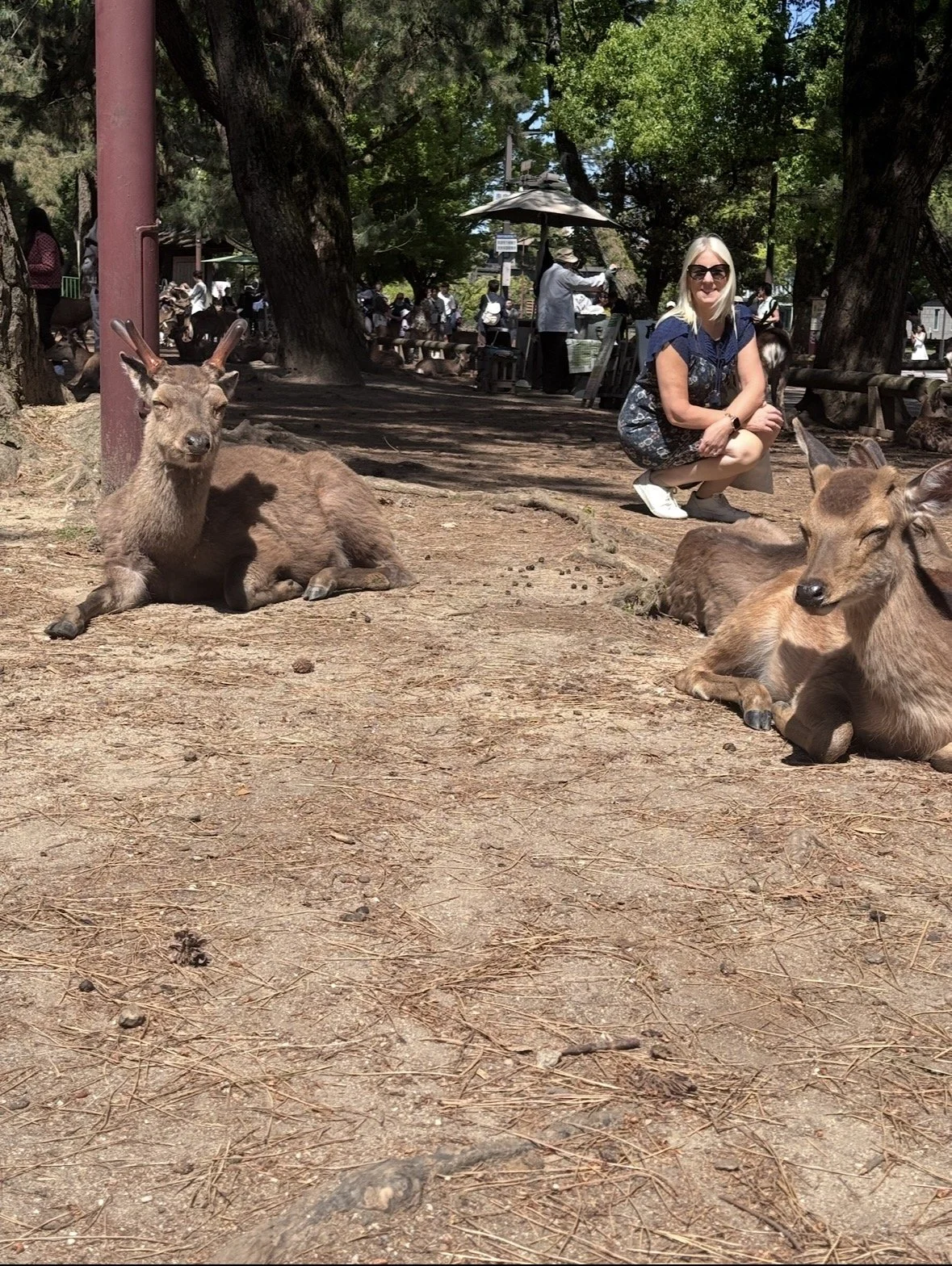 Deer resting in Nara Park with visitors nearby