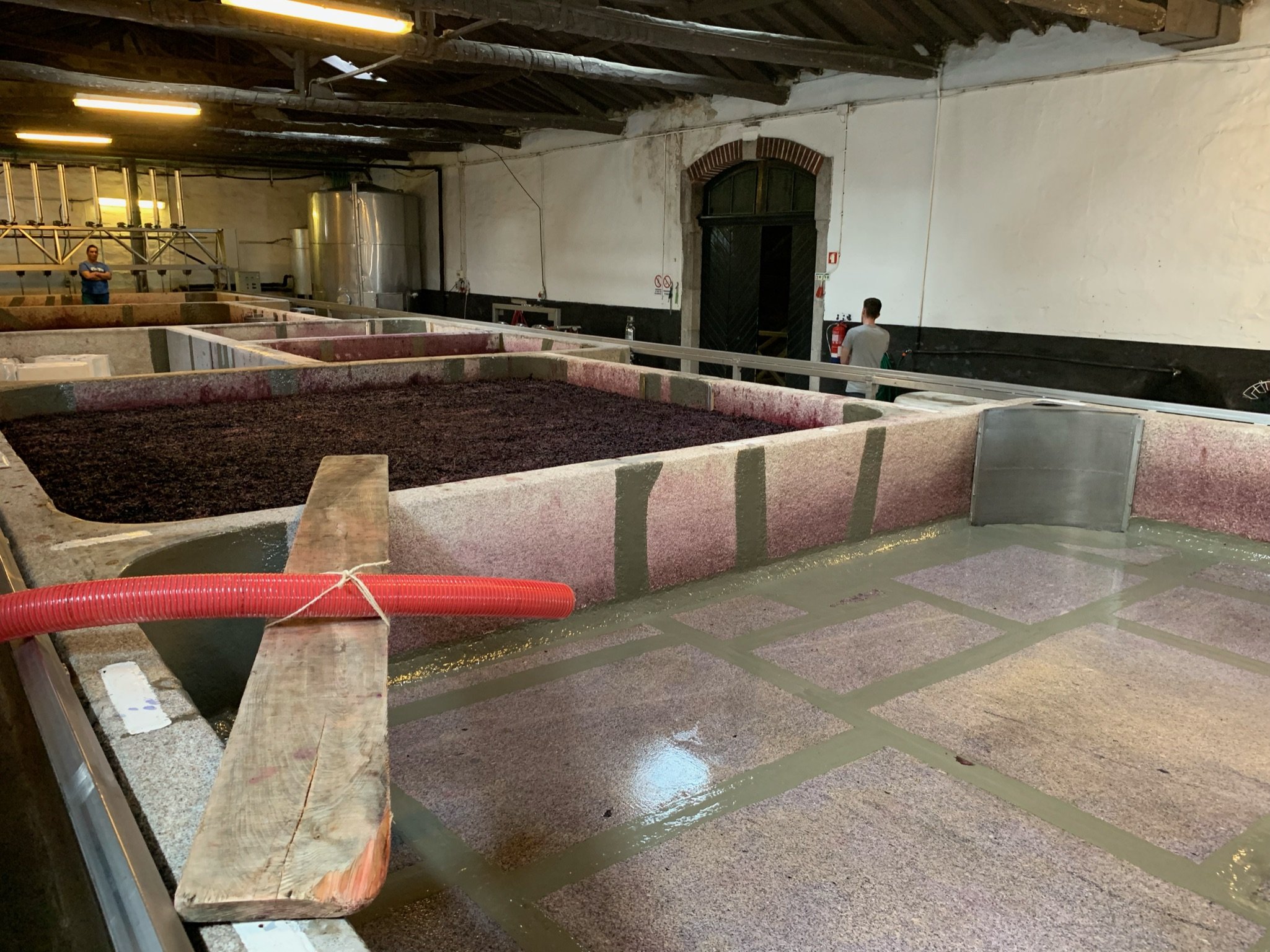 Traditional granite lagares filled with fermenting grapes at Quinta do Noval