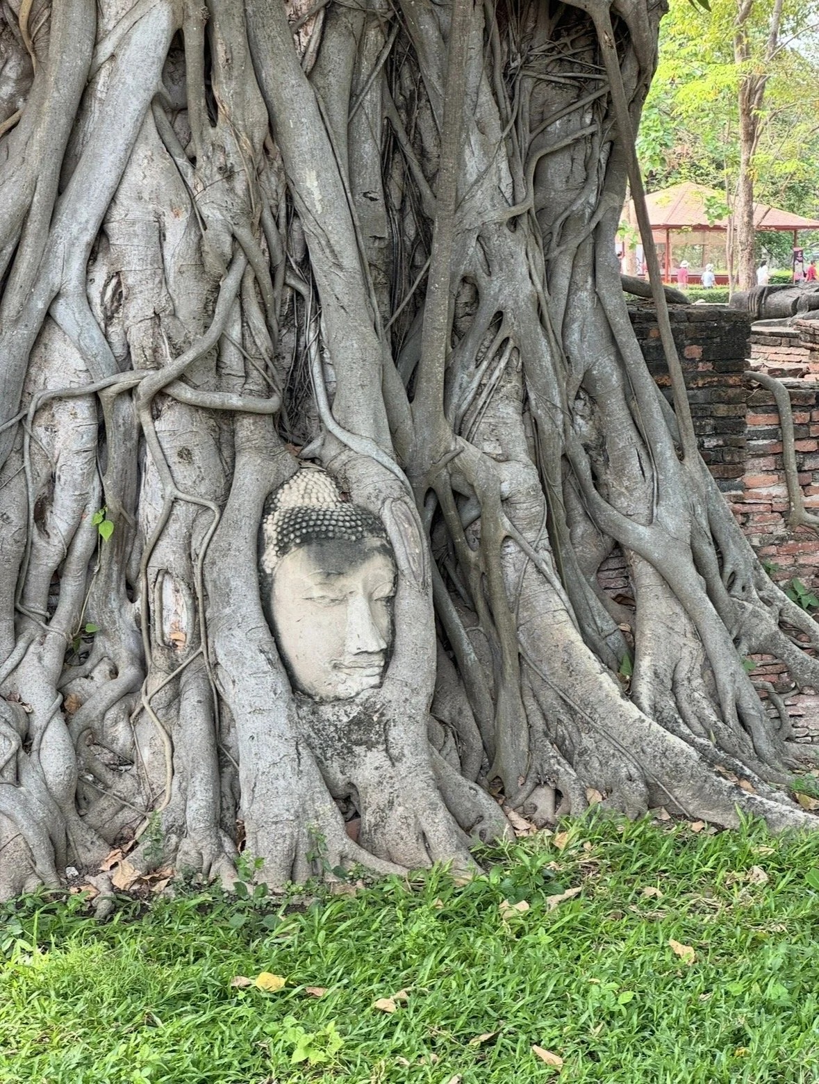 Stone Buddha head entwined within tree roots at Wat Maha That in Ayutthaya Thailand