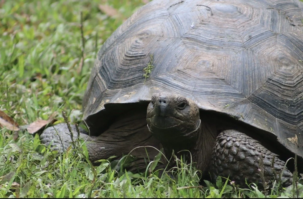 Galápagos giant tortoise resting on Isabela Island during a Silver Origin cruise
