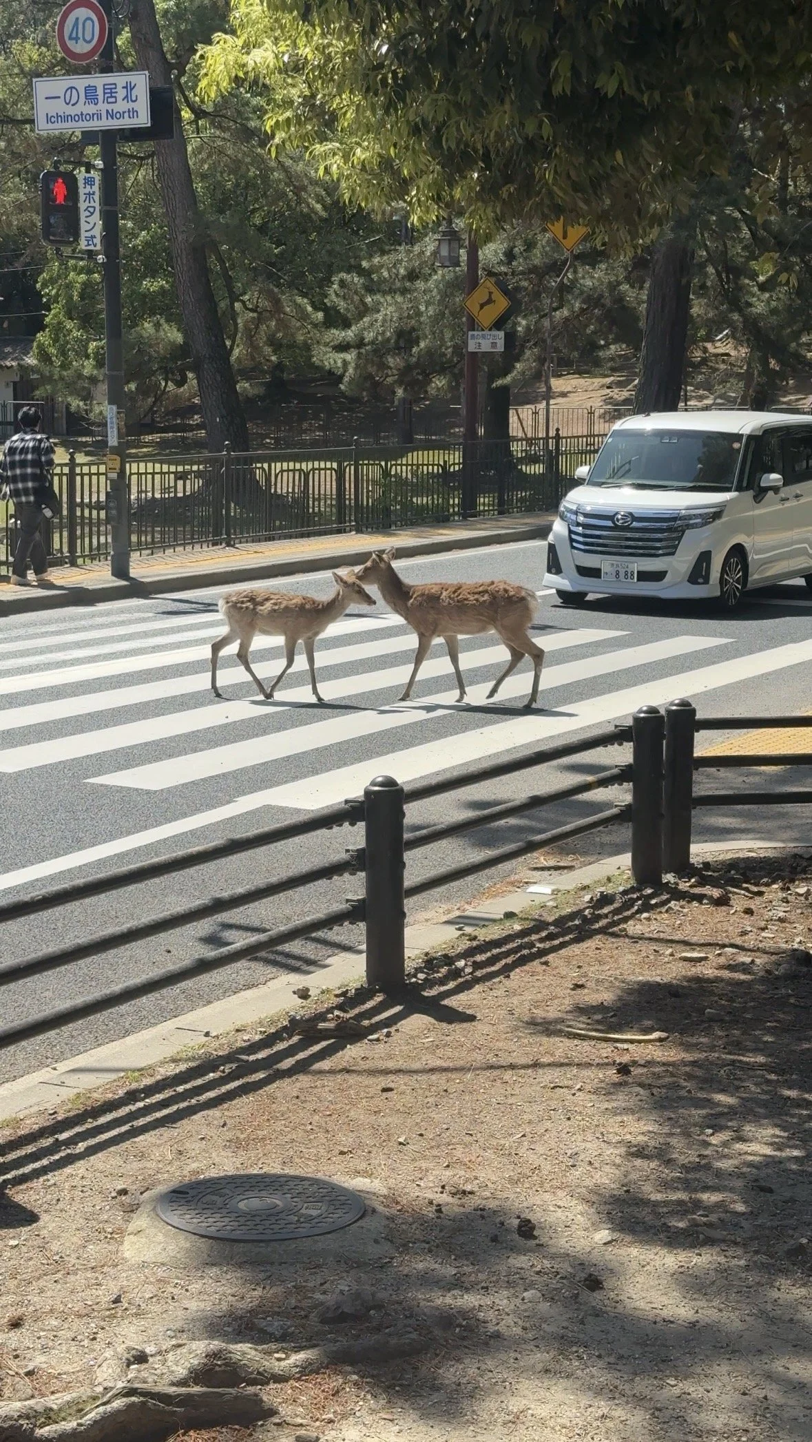 Nara deer crossing a street near Nara Park in Japan