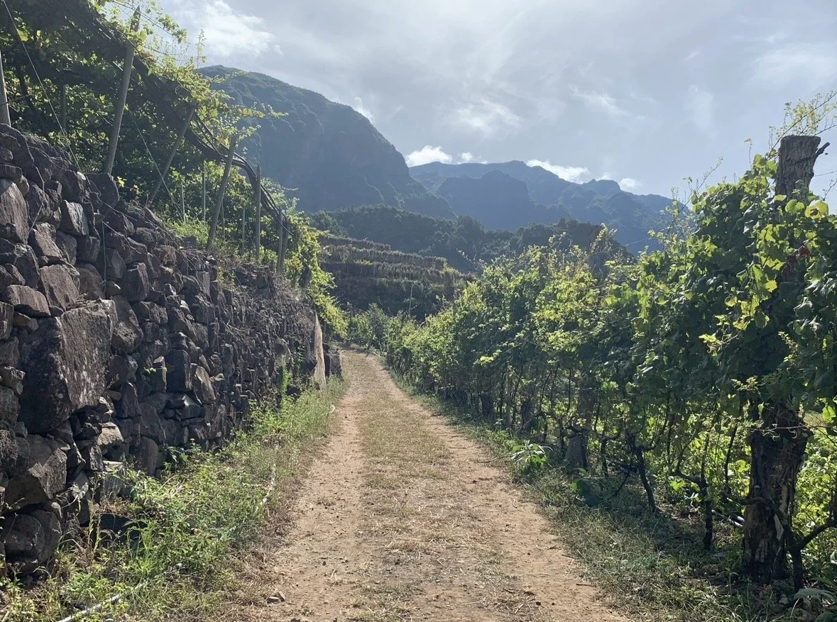Walking path through terraced vineyards in Madeira's scenic wine-growing region.