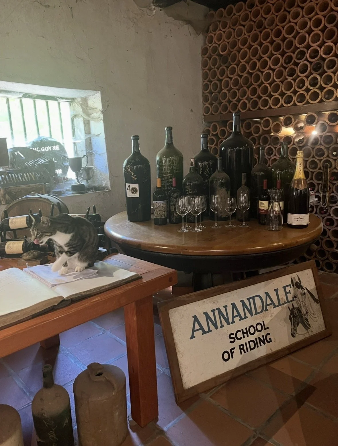 Cat beside vintage wine bottles inside Annandale Wines in Stellenbosch, South Africa