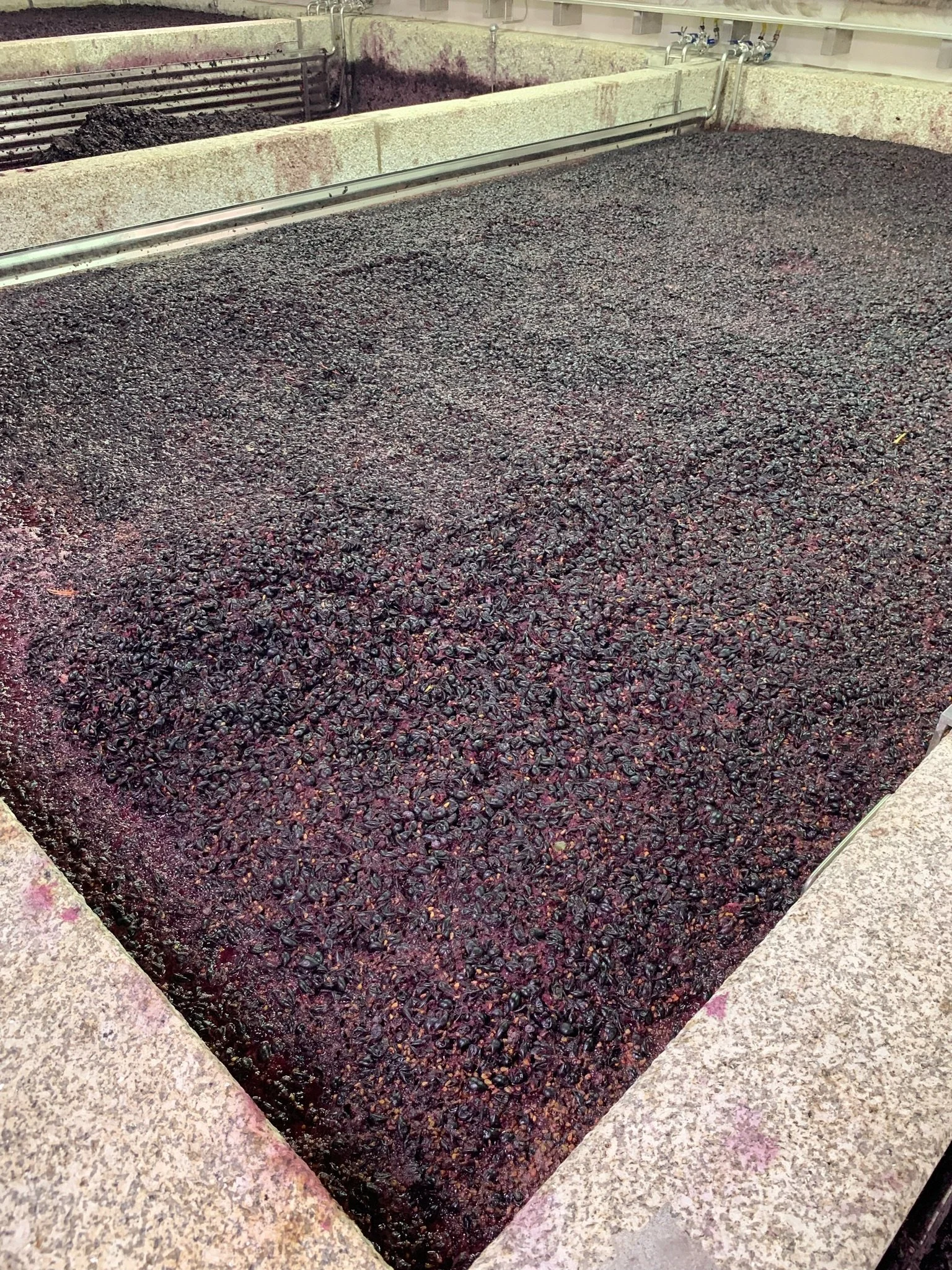 Fermenting grape must during harvest at Wine & Soul winery
