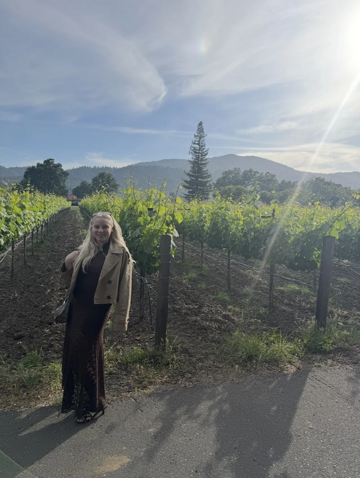 Late afternoon vineyard views at Sequoia Grove Winery in Rutherford