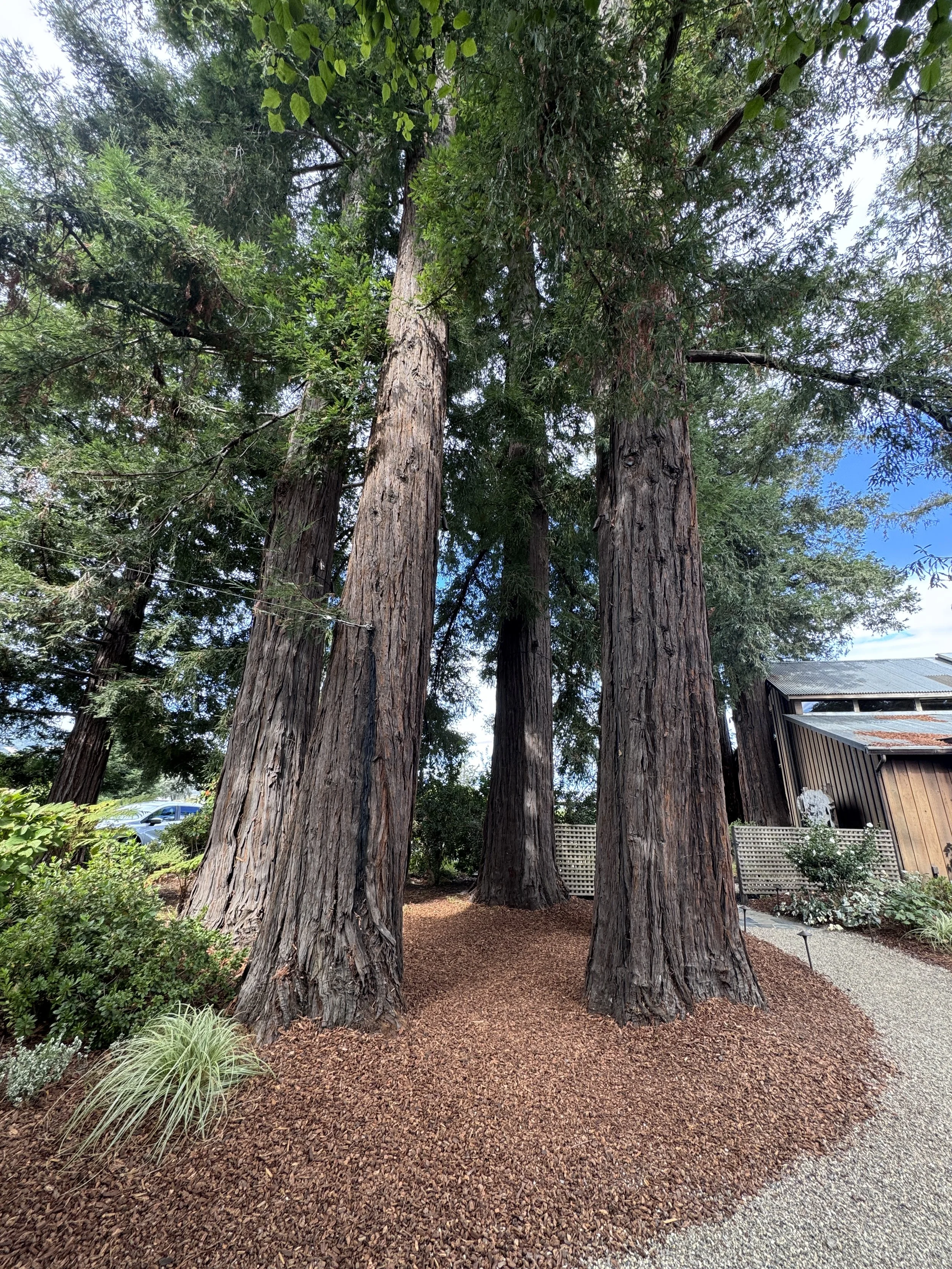 Towering coastal redwood trees on the grounds of Sequoia Grove Winery in Rutherford, Napa Valley.