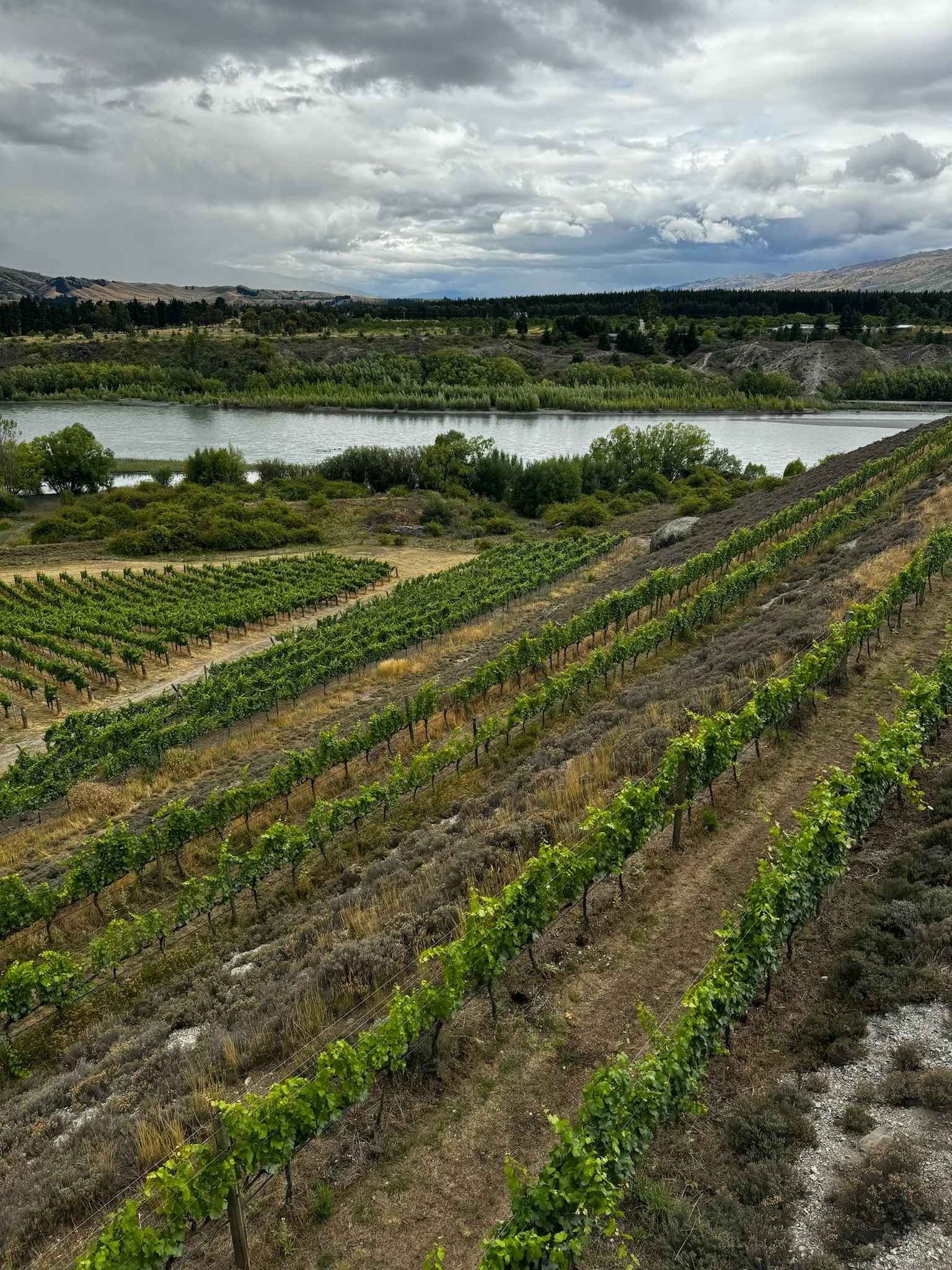 Vineyard rows at Te Kano Estate in Central Otago, New Zealand