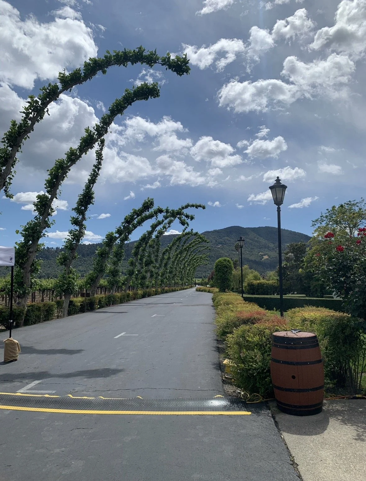 Tree-lined entrance at Peju Winery in Rutherford, Napa Valley