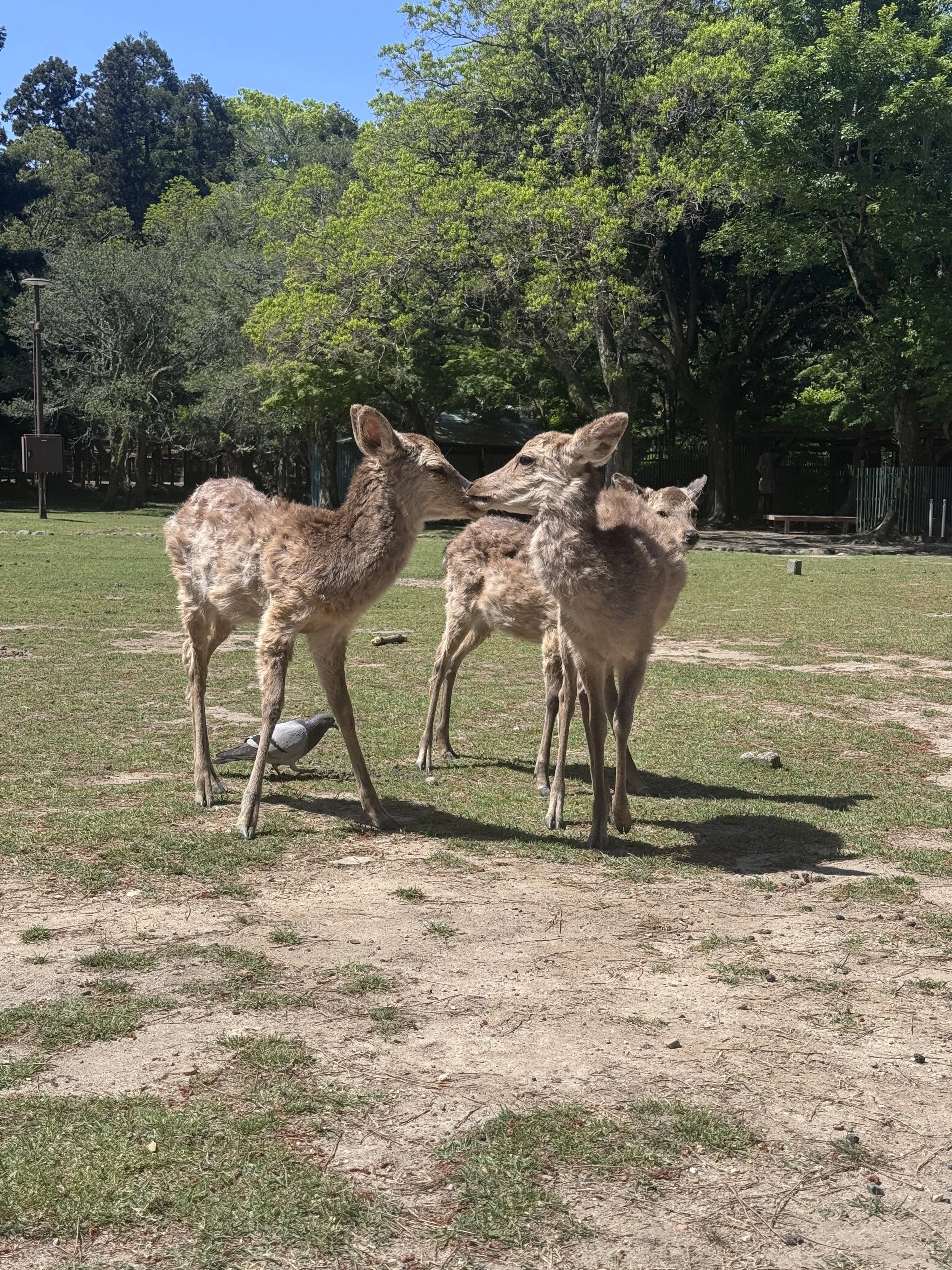 Three baby deer are in a grassy park, with trees and a blue sky in the background.