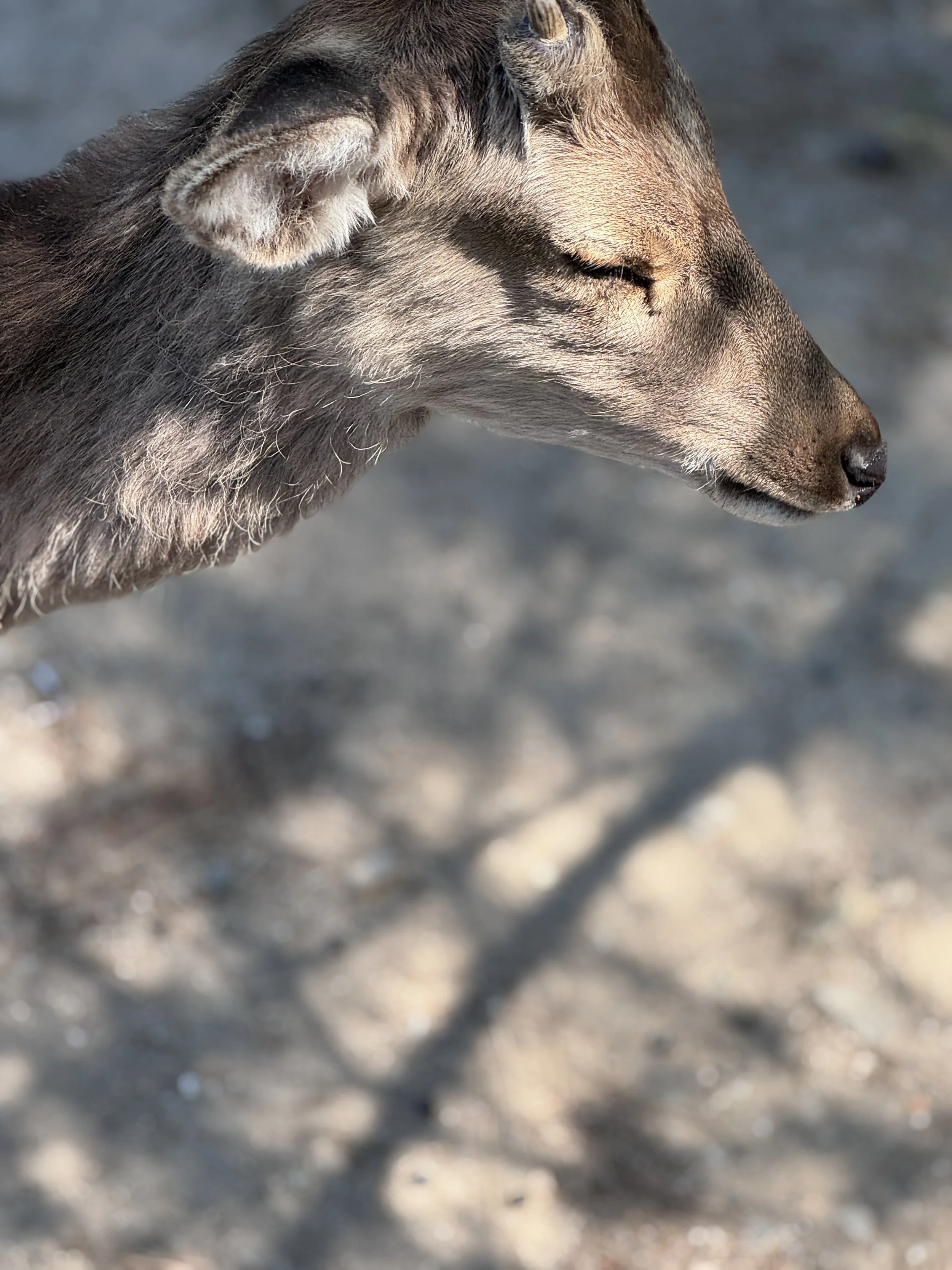 Close up portrait of a deer in Nara Park Japan