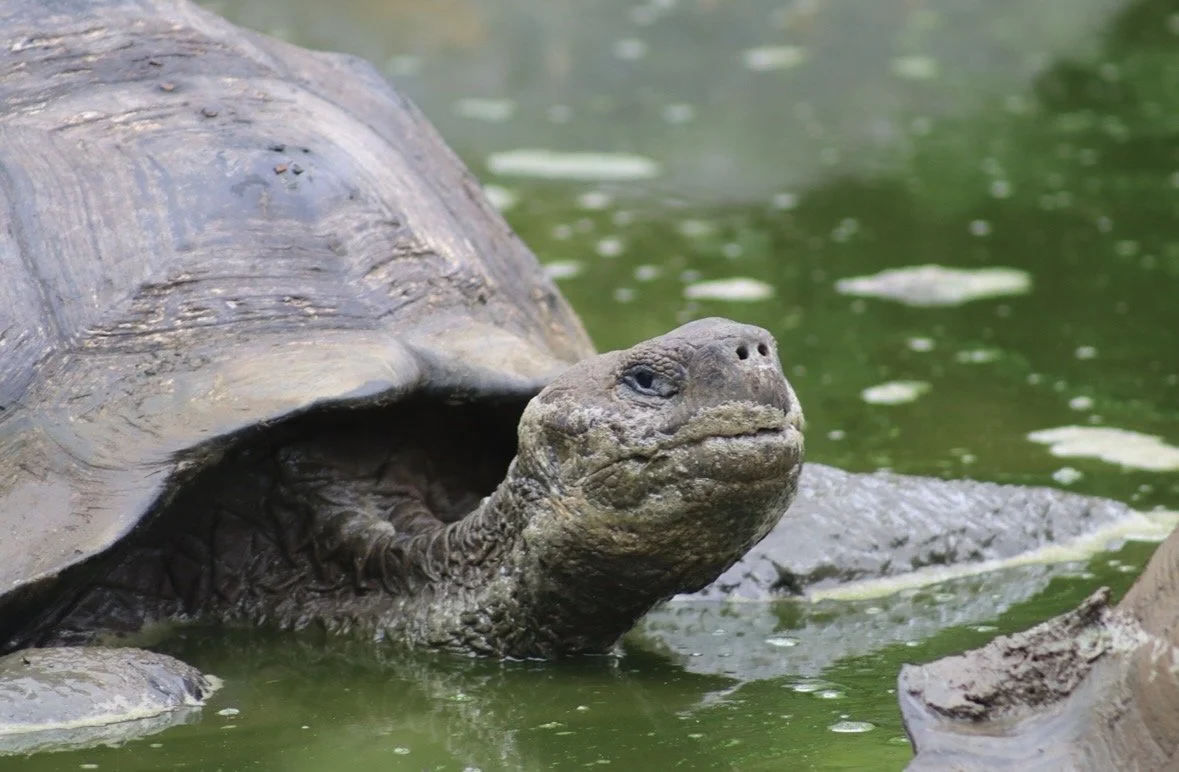 Galápagos giant tortoise in a freshwater pond during a Silversea Silver Origin expedition