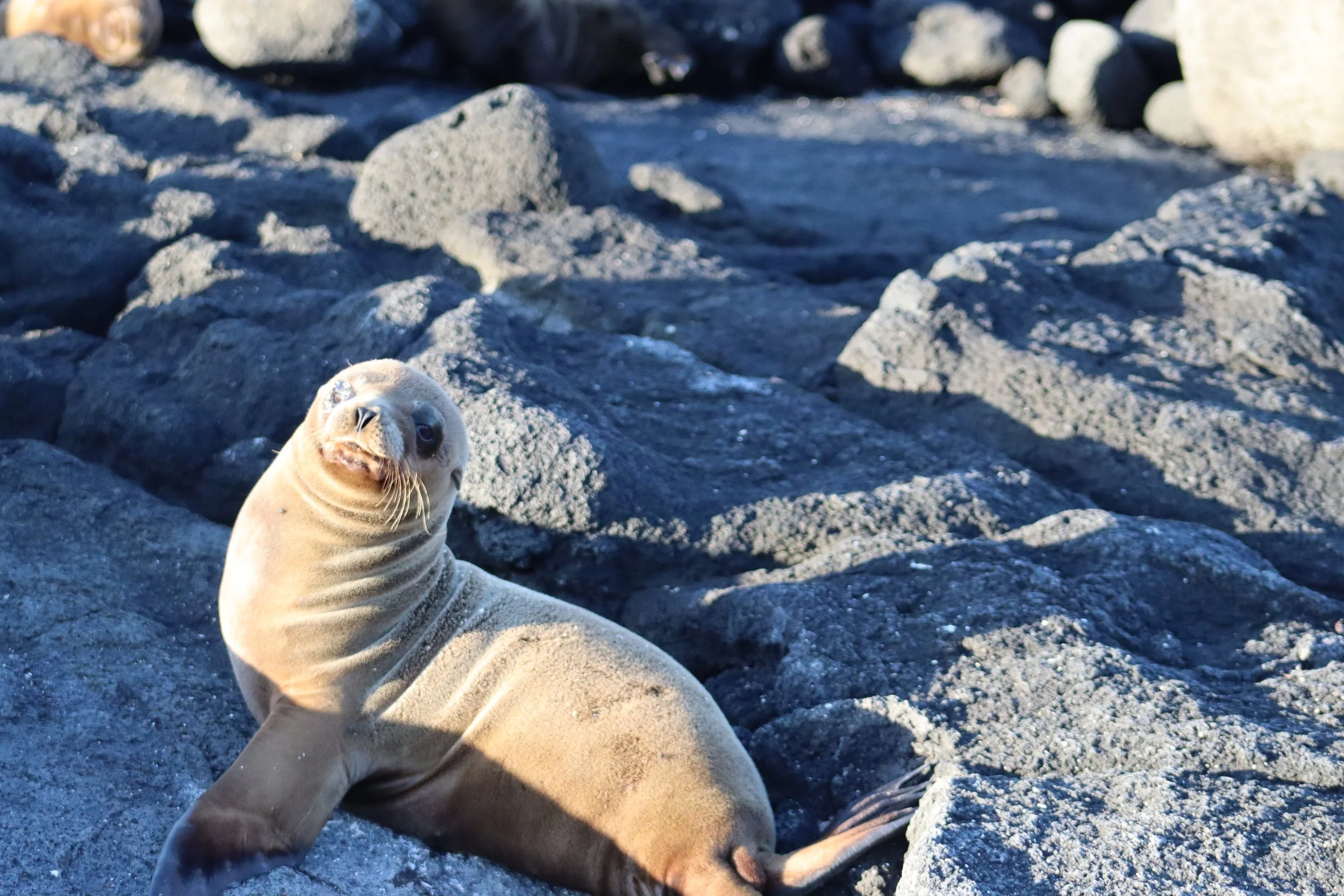 Galápagos sea lion resting on volcanic rocks during a Silversea Silver Origin expedition cruise