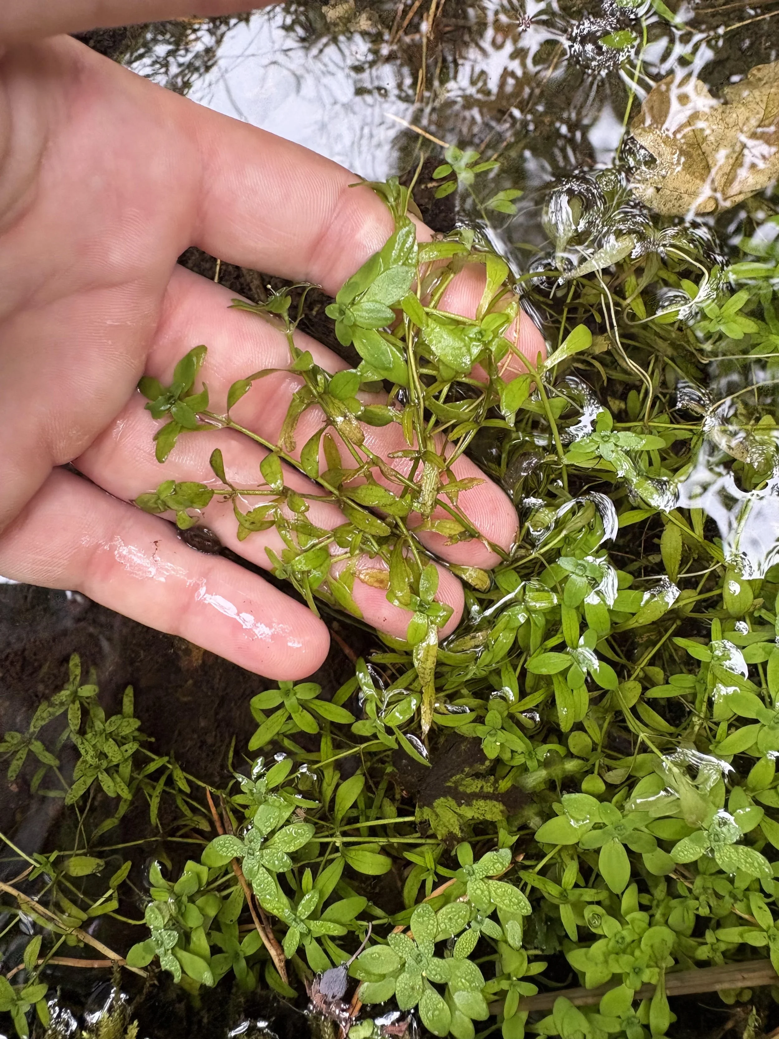 A hand touching green aquatic plants growing in shallow water with some leaves and debris floating on the water's surface.