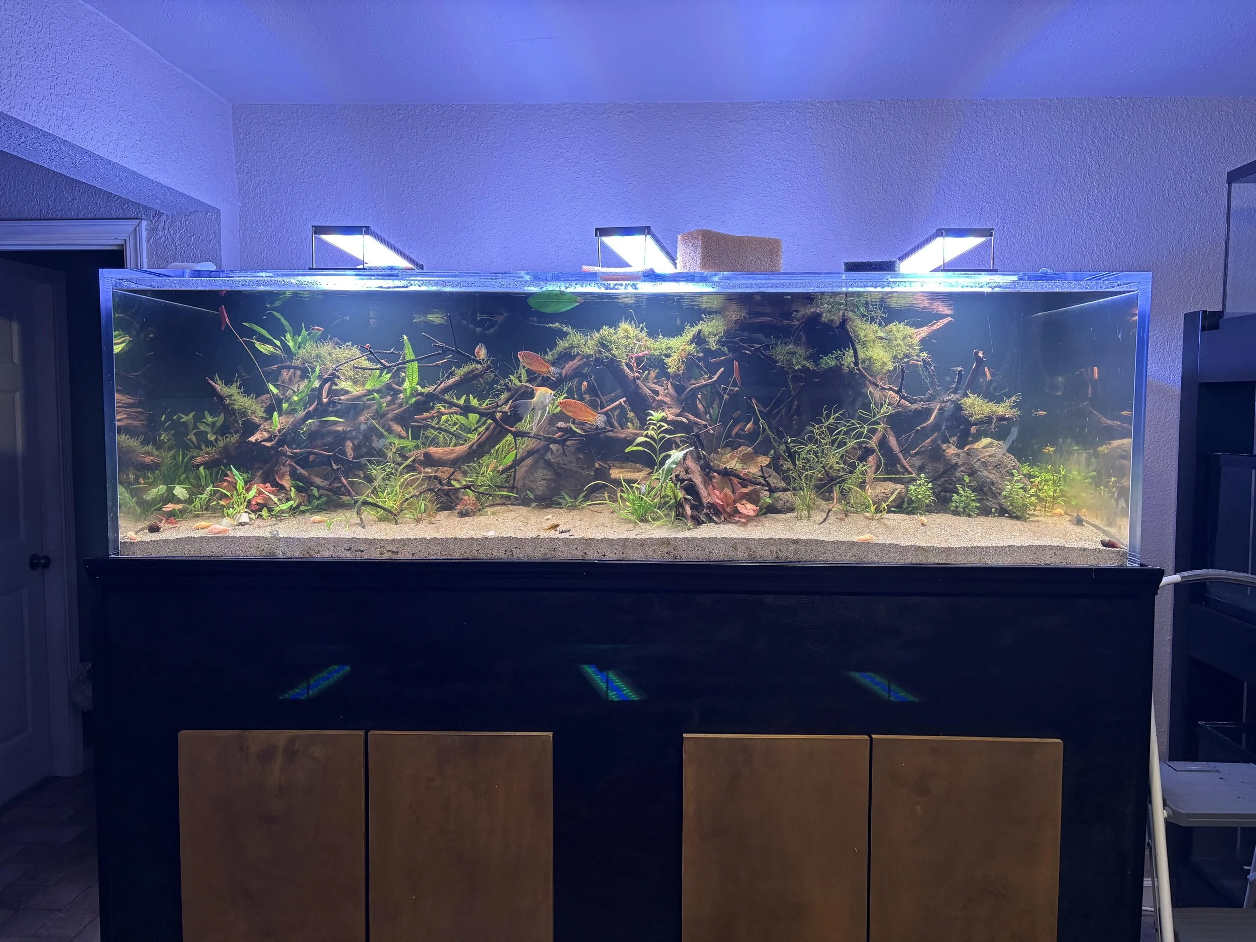 A large glass aquarium filled with aquatic plants, driftwood, and small fish, placed on a wooden cabinet in a room with textured walls and ceiling lights.