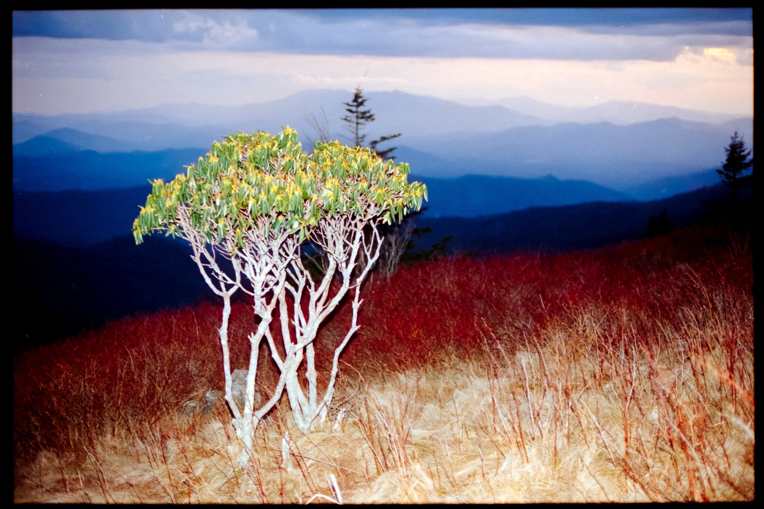 Roan Mountain,
March 2026