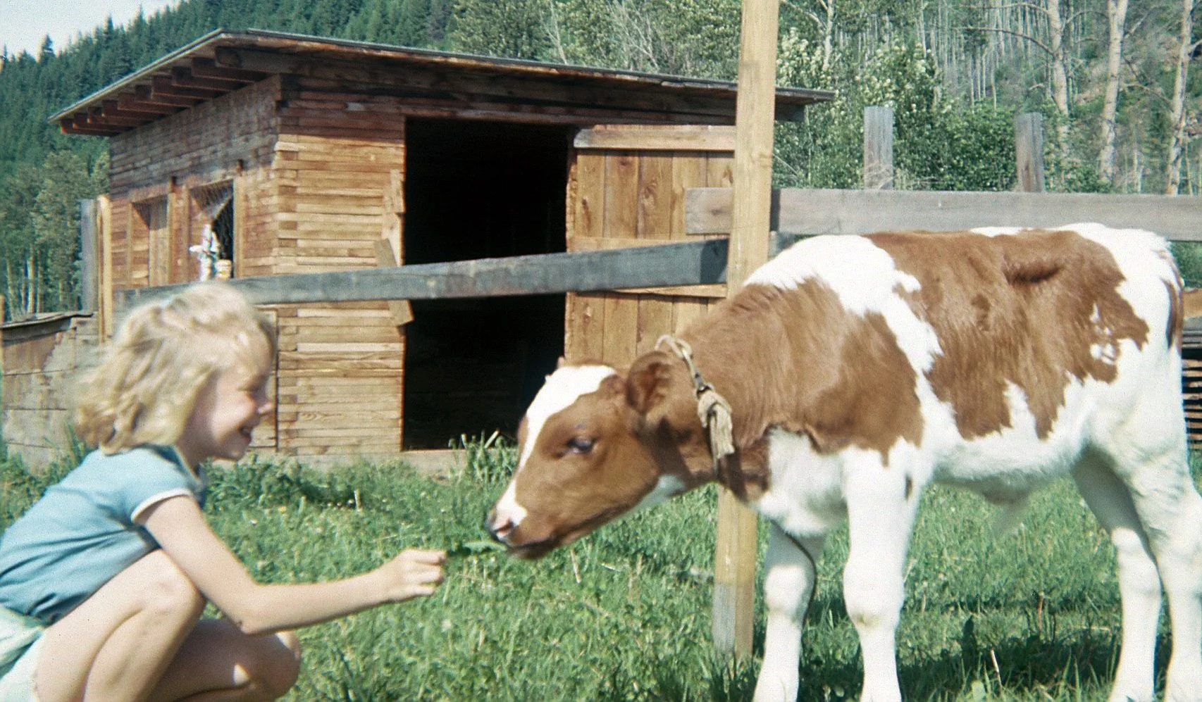 Kathleen, age 8, with a calf on her family's farm