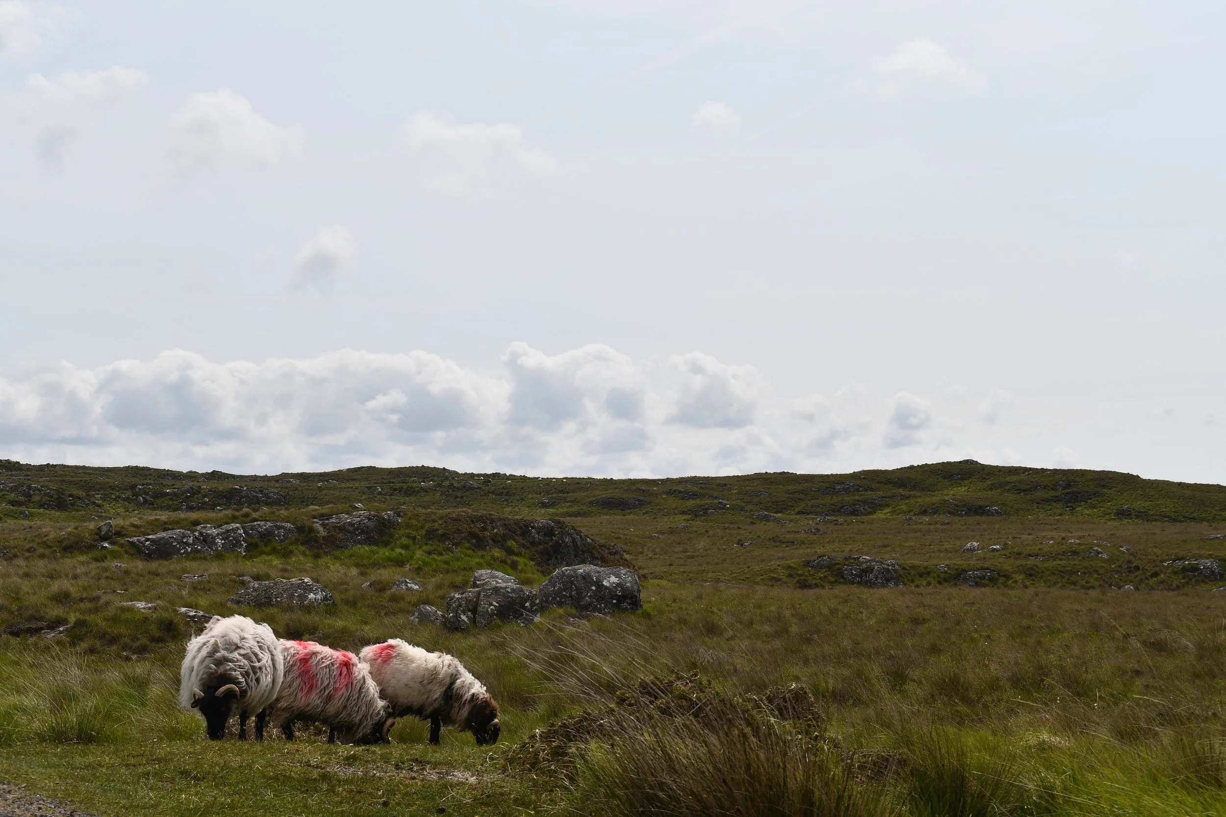 DSC_1535.JPG