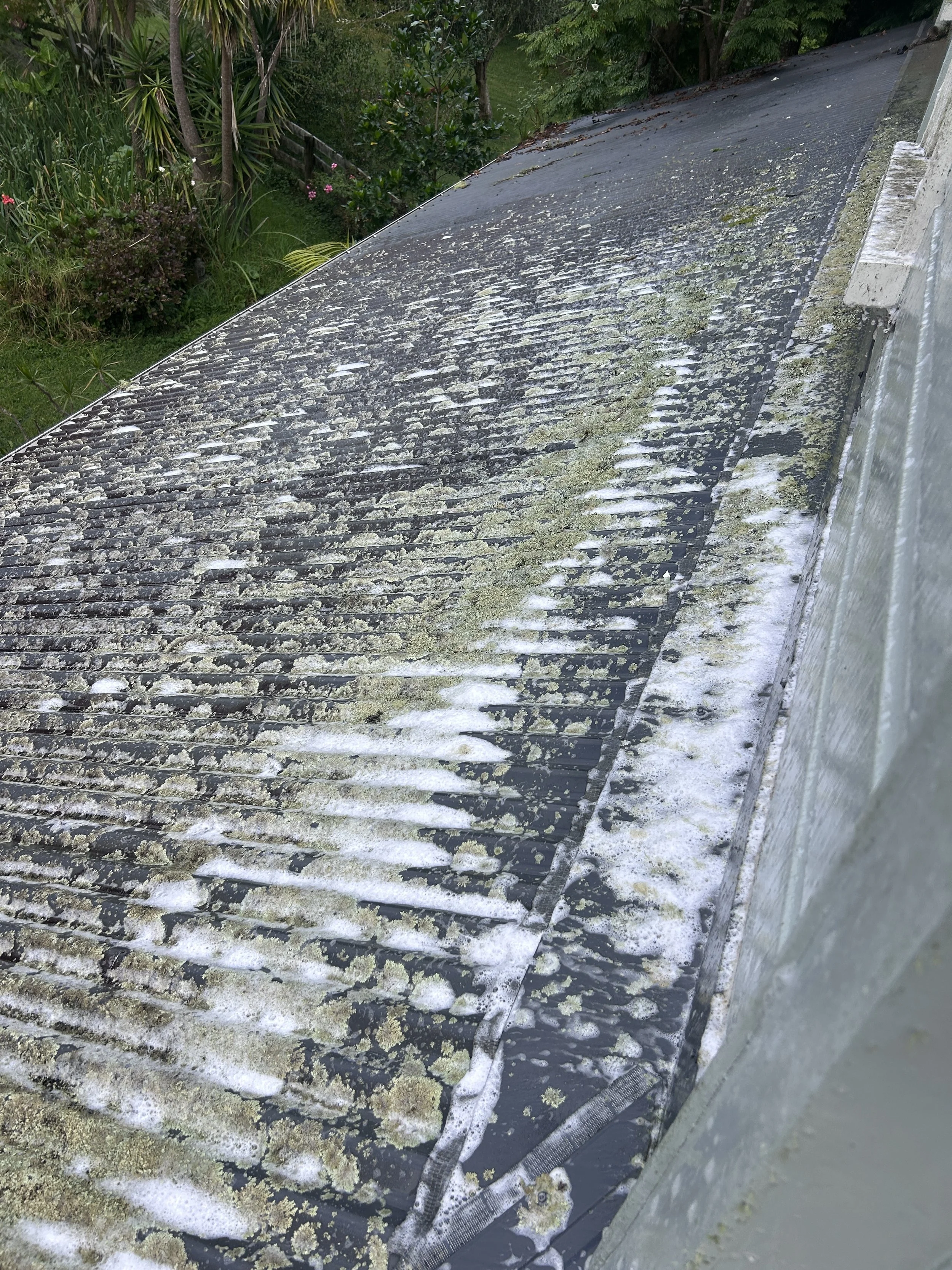 Dirty rooftop covered with moss, algae, and debris, next to a lush green garden.